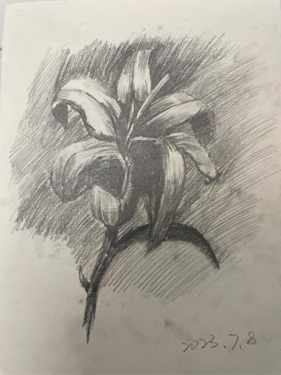 浅浅画朵百合花吧#素描