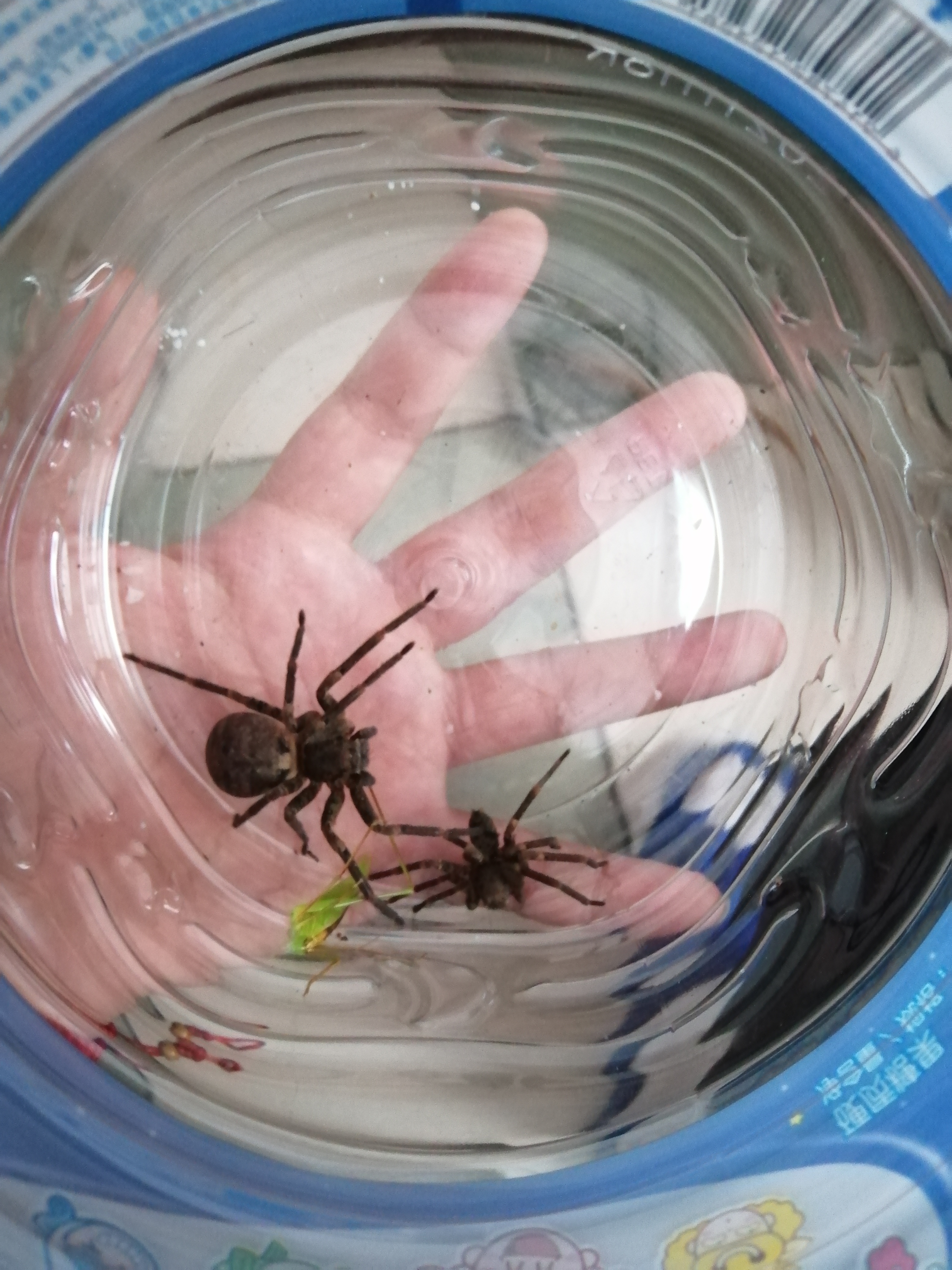 谁知道这只大蜘蛛是什么蜘蛛,旁边的那只小的是白额高脚蛛,首先,这只