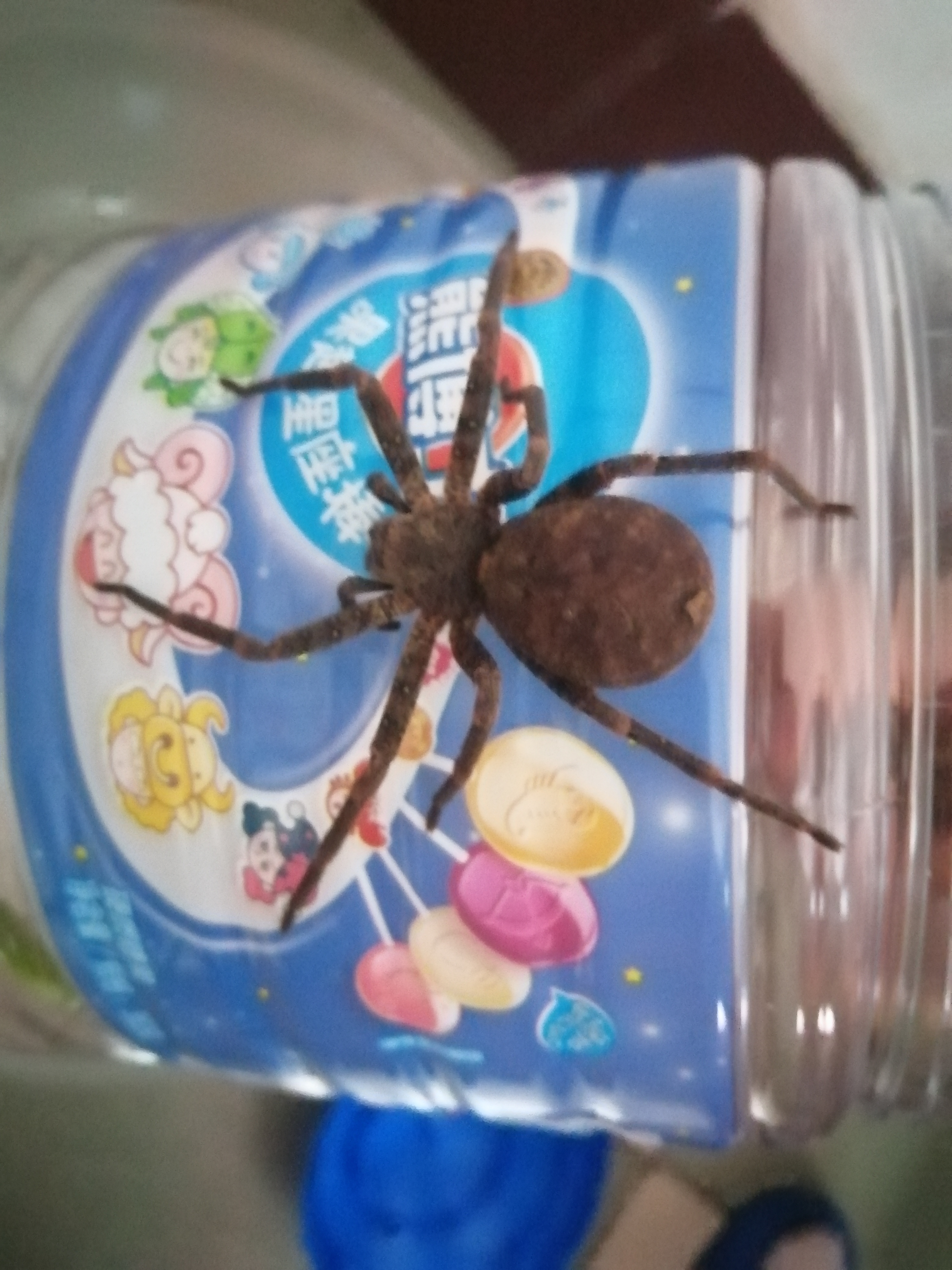 谁知道这只大蜘蛛是什么蜘蛛,旁边的那只小的是白额高脚蛛,首先,这只