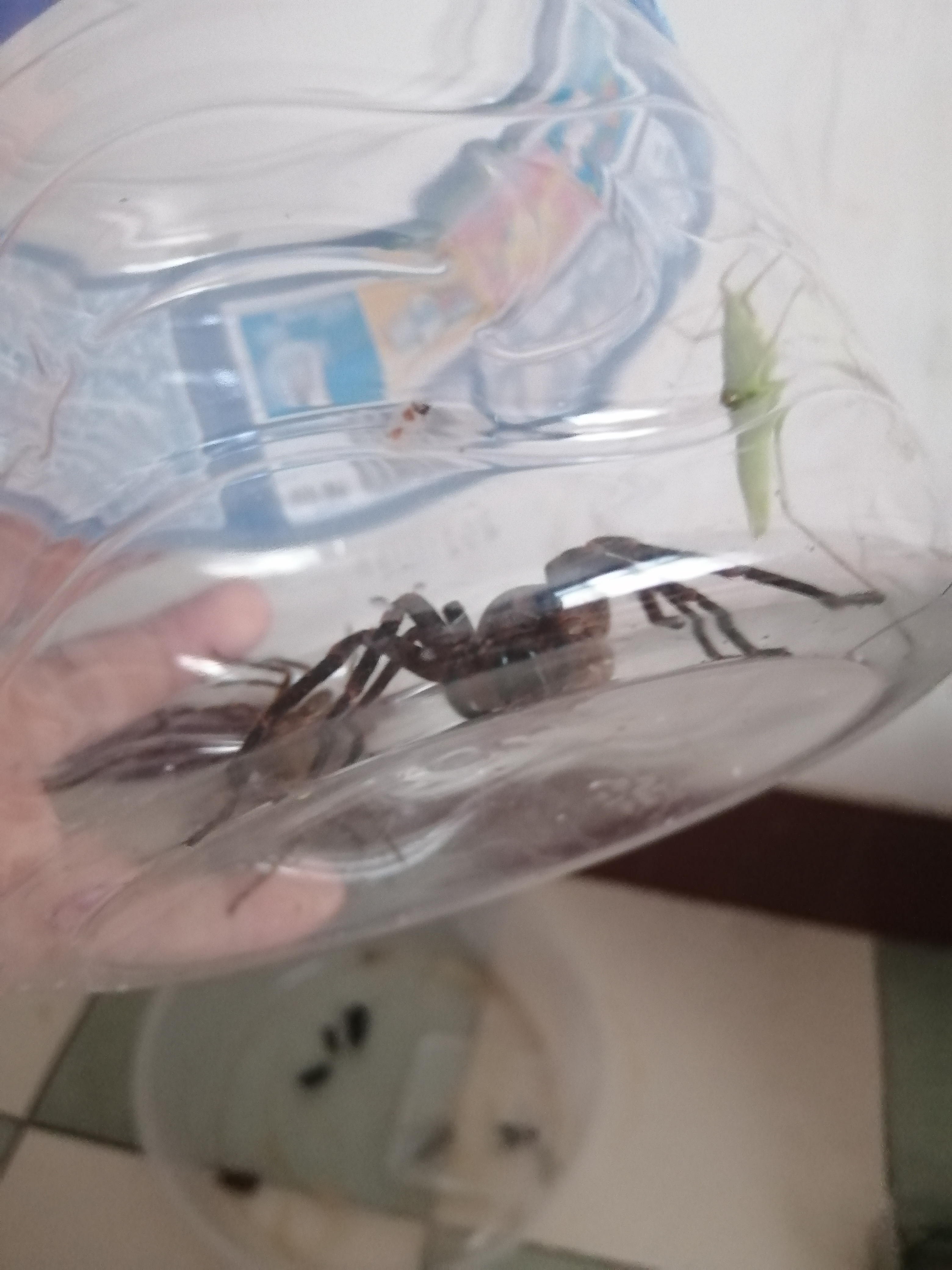 谁知道这只大蜘蛛是什么蜘蛛,旁边的那只小的是白额高脚蛛,首先,这只