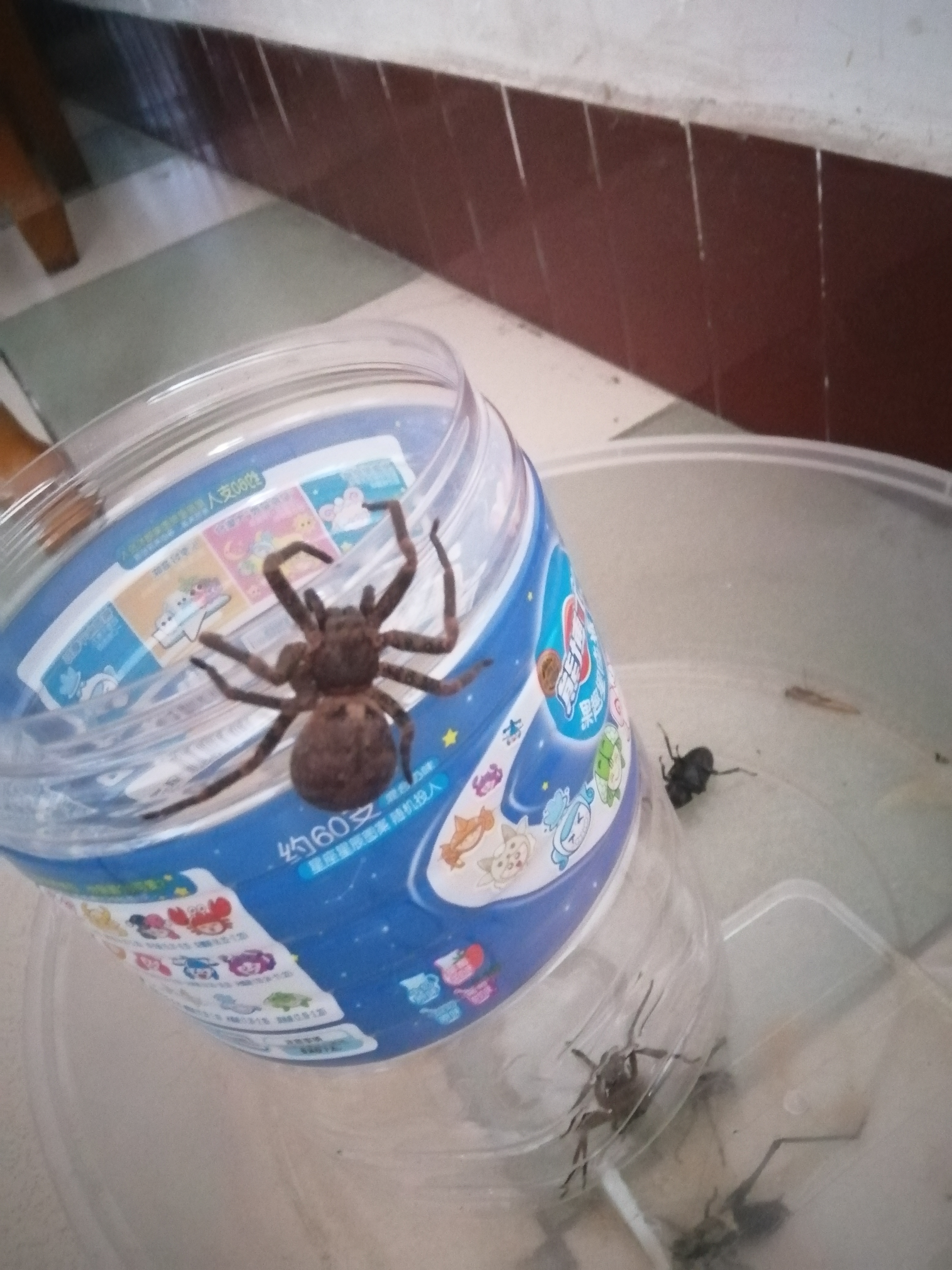 谁知道这只大蜘蛛是什么蜘蛛,旁边的那只小的是白额高脚蛛,首先,这只