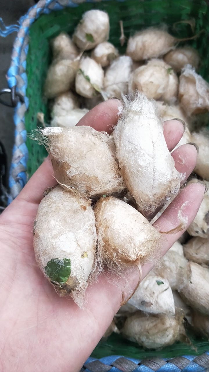 白胖胖的柞蚕茧
