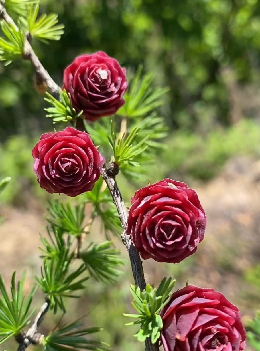 这么漂亮的松果还是第一次见到,这是东北落叶松的松果,常见的松果是