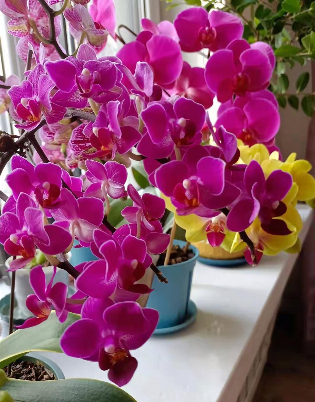 蝴蝶兰宝贝,蝴蝶兰甜格格,蝴蝶兰大辣椒,蝴蝶兰大黄蜂,蝴蝶兰安娜!