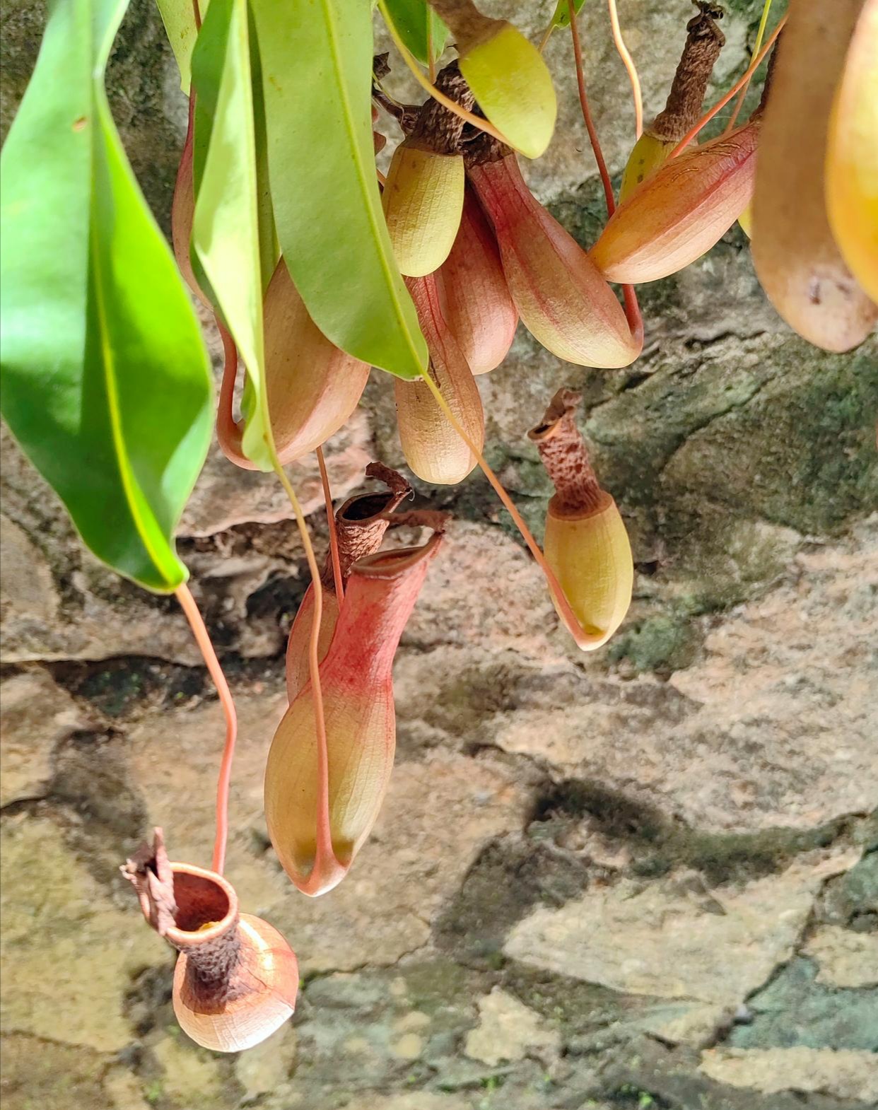 你们知道它叫什么吗?#热点引擎计划# #我要上热门