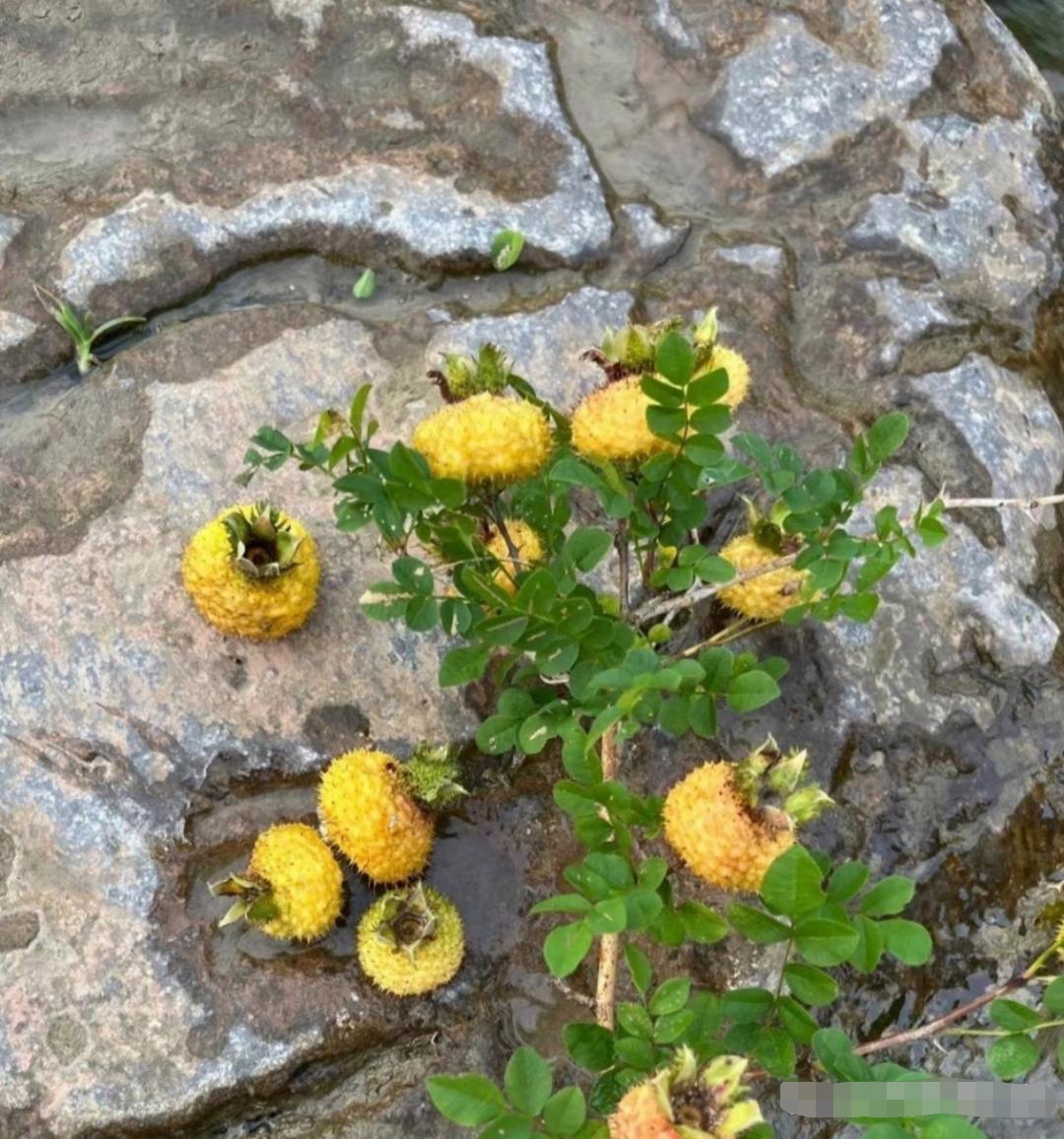 今天在山上看见的,这种野生果子长在石头里面,还身上带着很多刺,这种