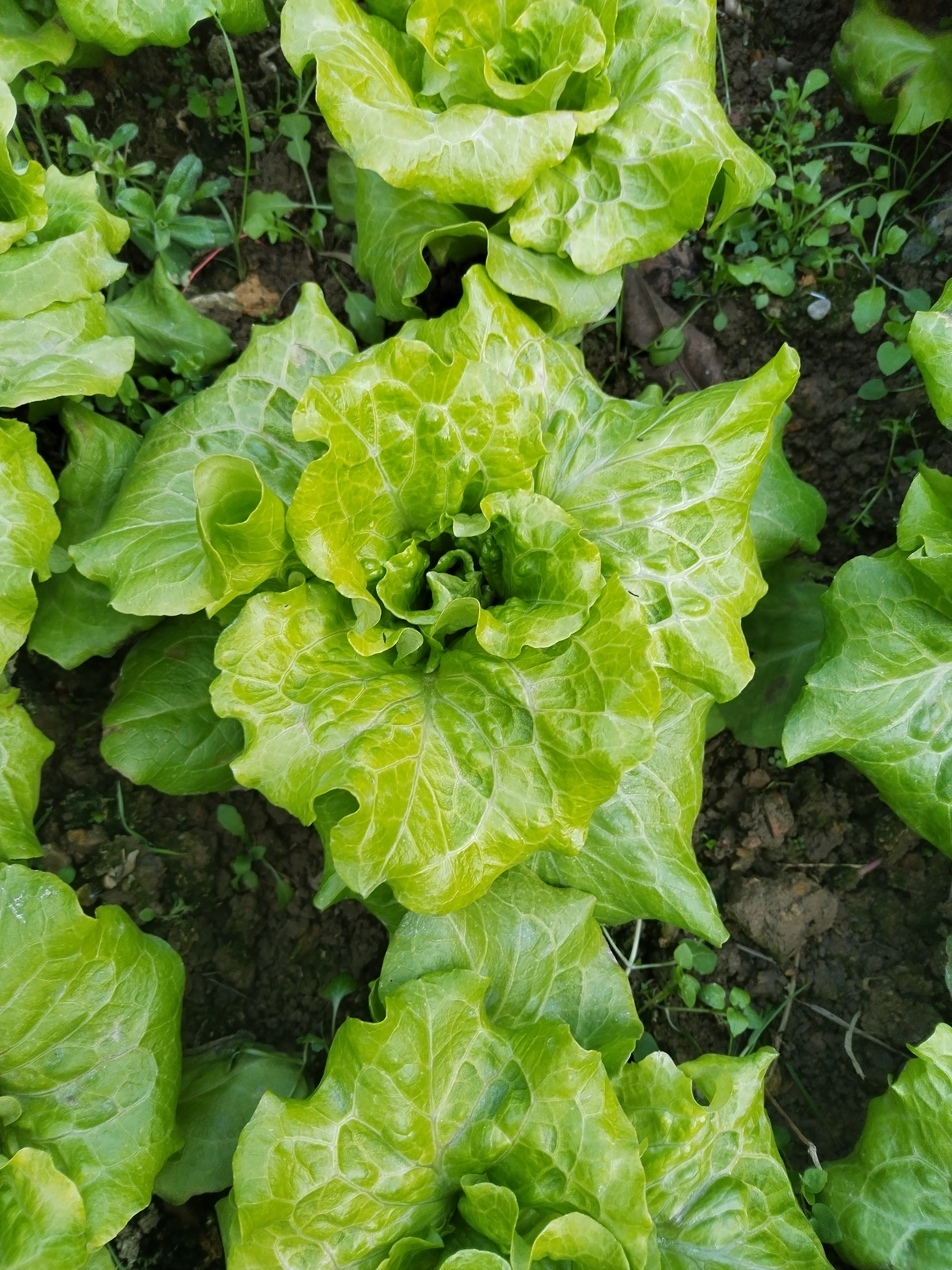 生菜莲座期图片图片