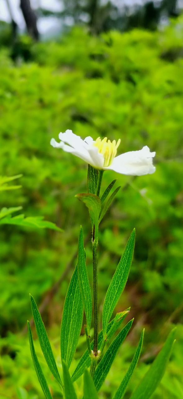 它们分别是:(一)野生棉团铁线莲;(二)花木蓝别名也称山绿豆,山花子等