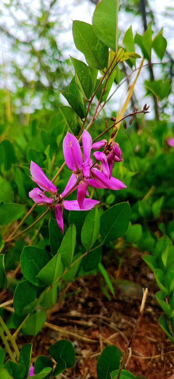 它们分别是:(一)野生棉团铁线莲;(二)花木蓝别名也称山绿豆,山花子等