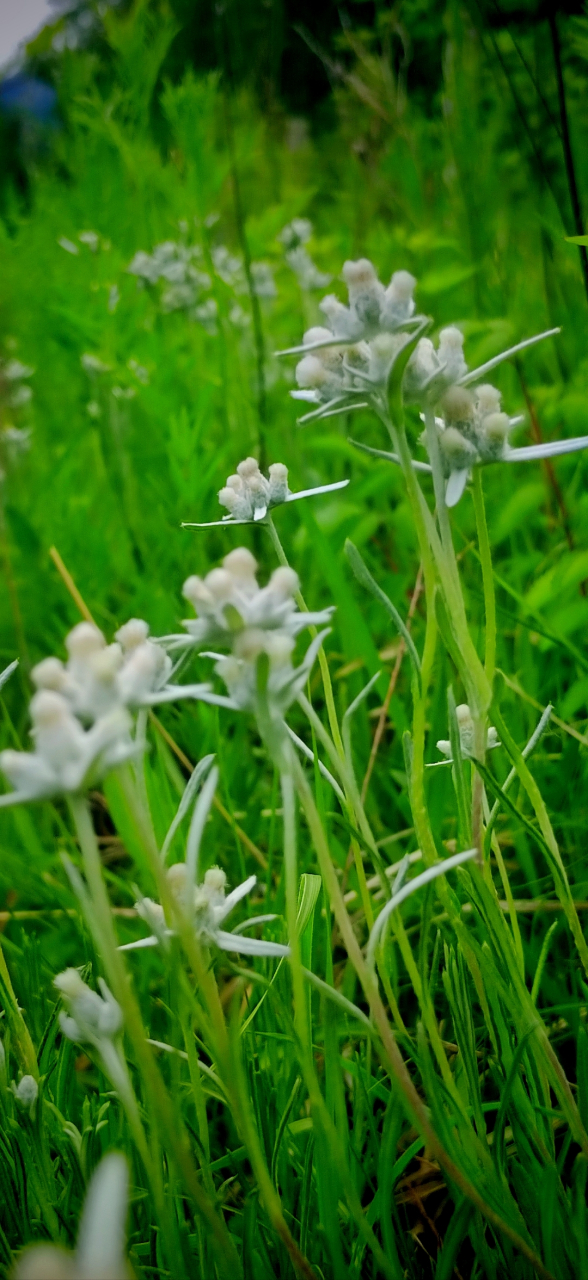 山上野生植物图片大全图片