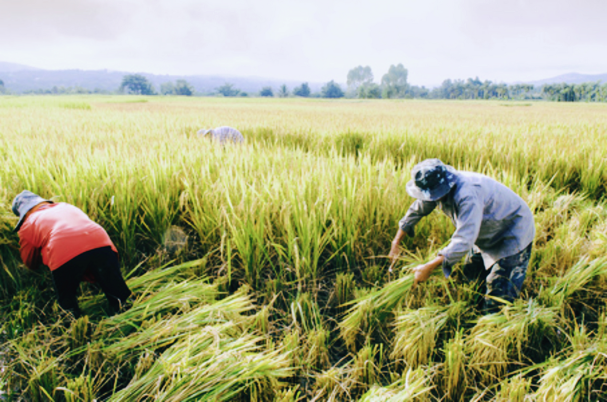 人生观察室# 【短笛|种子之歌】  只需一勺水, 只求一把肥, 你便安然