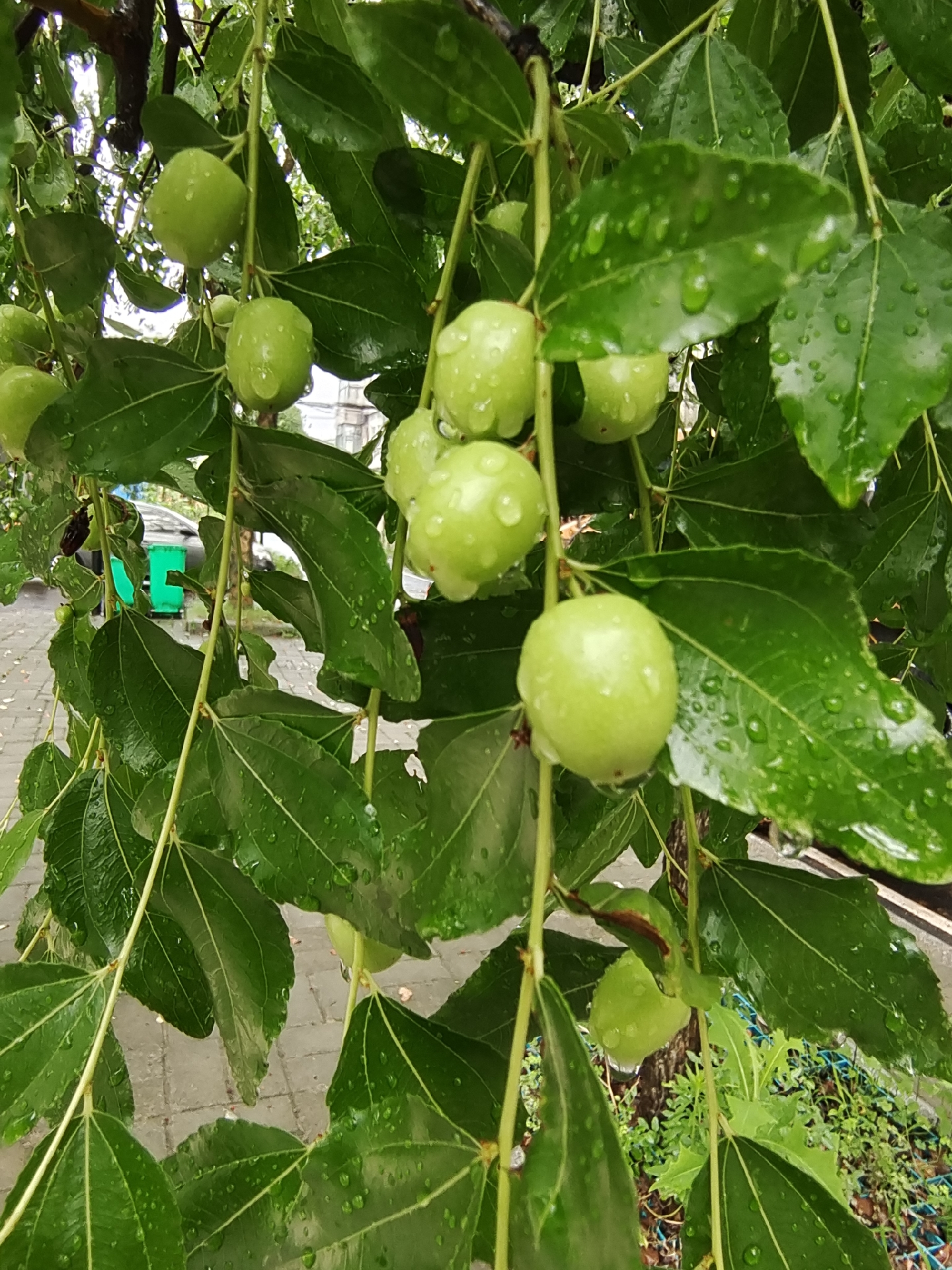 枣花开了,枣子长出来了 初夏,枣花开了,一枝枝,一串串米粒般大的枣花