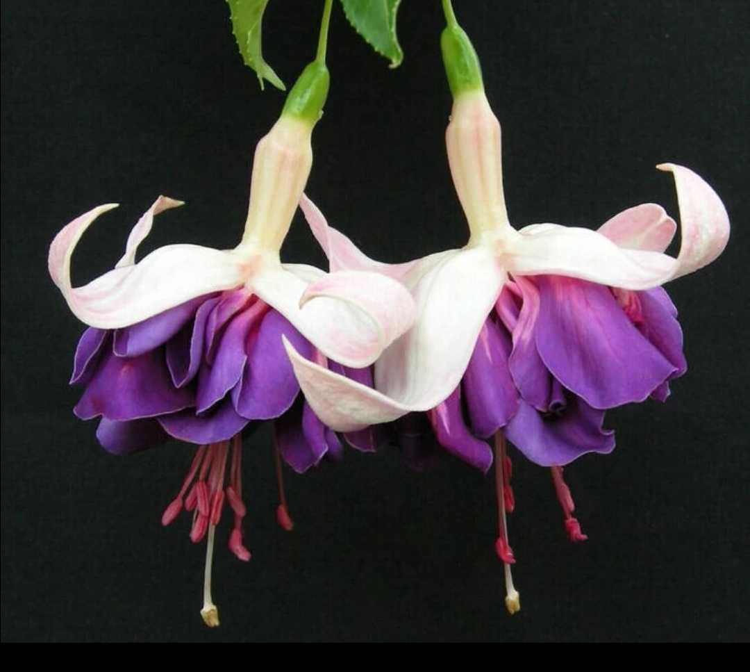 花卉倒挂金钟也叫灯笼花,吊钟海棠,是柳叶菜科倒挂金钟属植物,常绿半