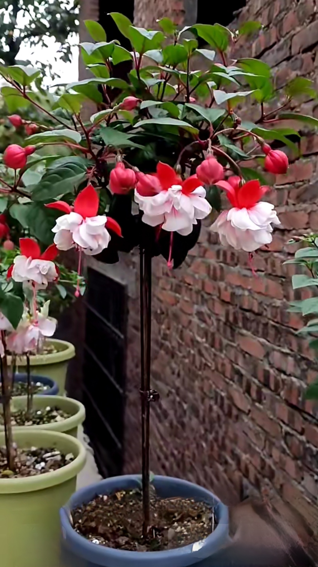 花卉倒挂金钟也叫灯笼花,吊钟海棠,是柳叶菜科倒挂金钟属植物,常绿半