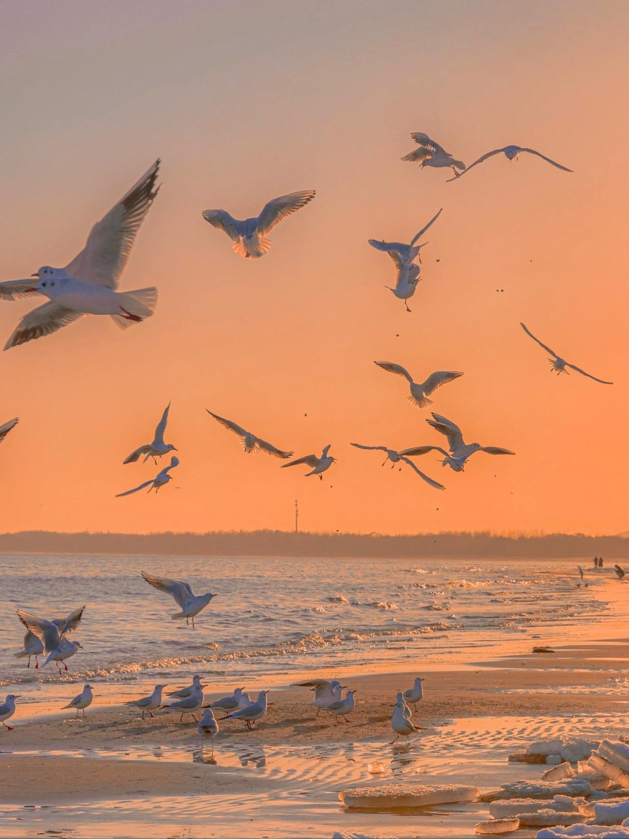 今日,独自漫步海边,偶遇一群自由翱翔的海鸥