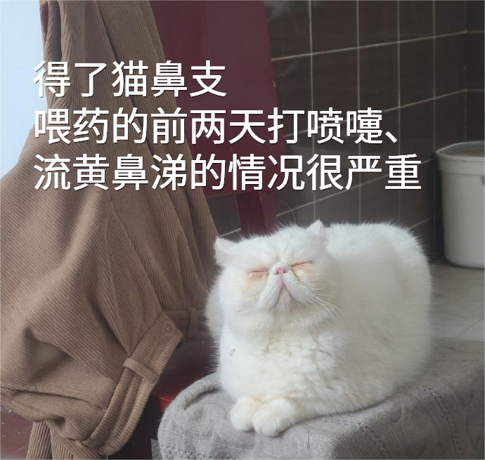 加菲猫鼻支治疗日记 我家加菲猫鼻支反应最严重的是眼睛,发炎红zhong