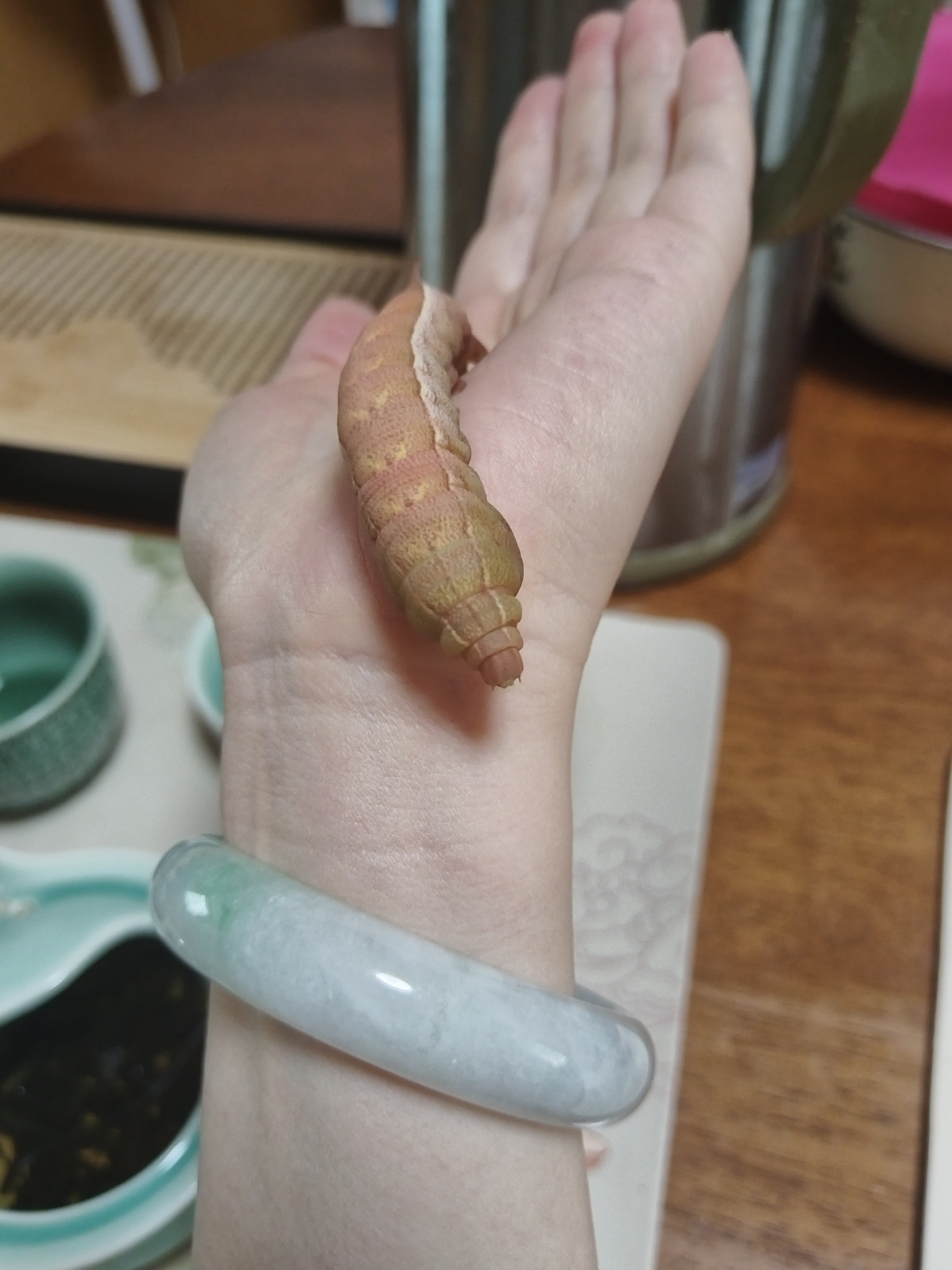 在葡萄树上发现的,请问这是什么品种的蛾子?颜色挺特别的