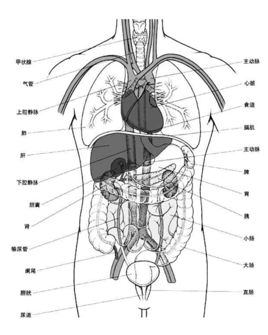 人体是由无数细胞和细胞之间的物质