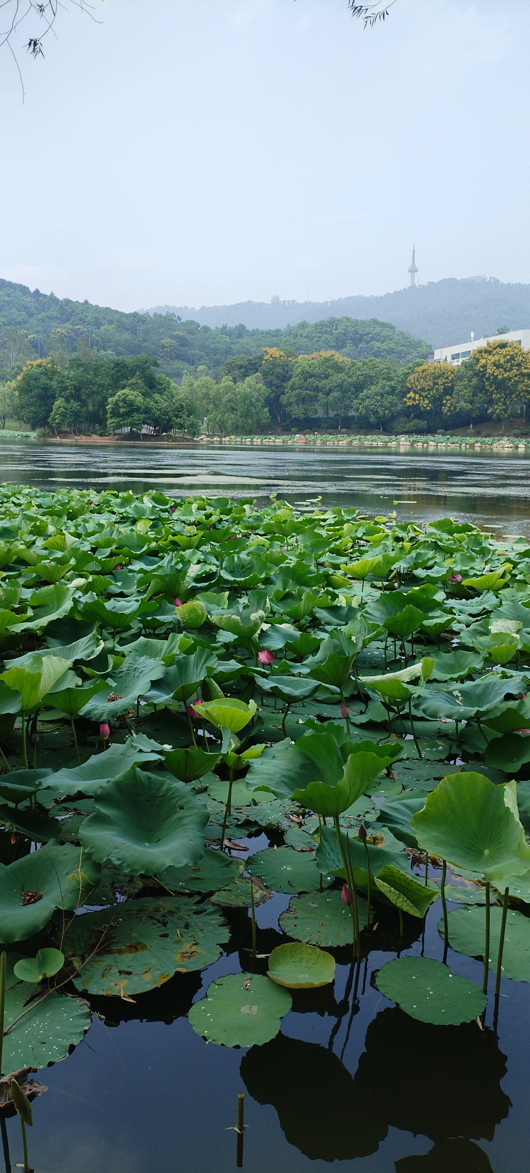 桃子湖图片