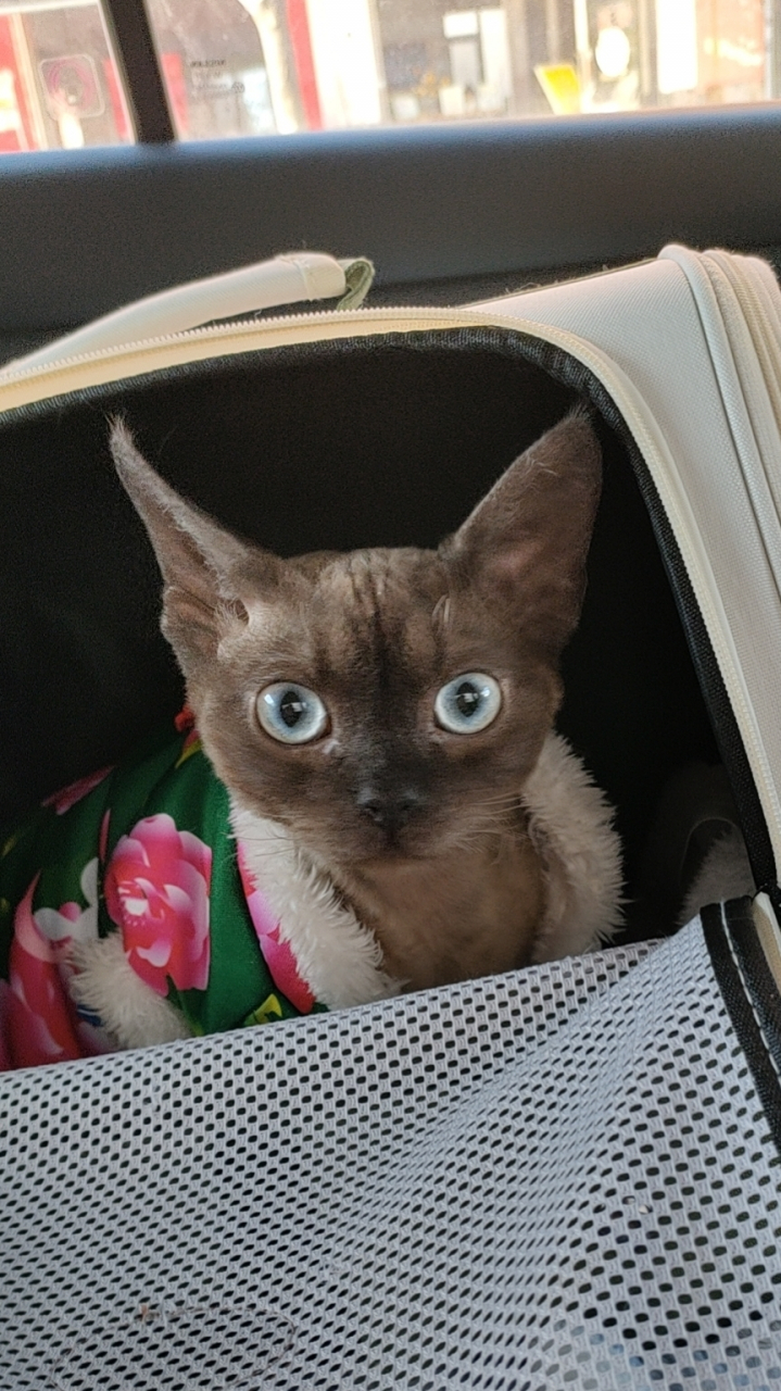 东北猫咪的冬天[嘻嘻]