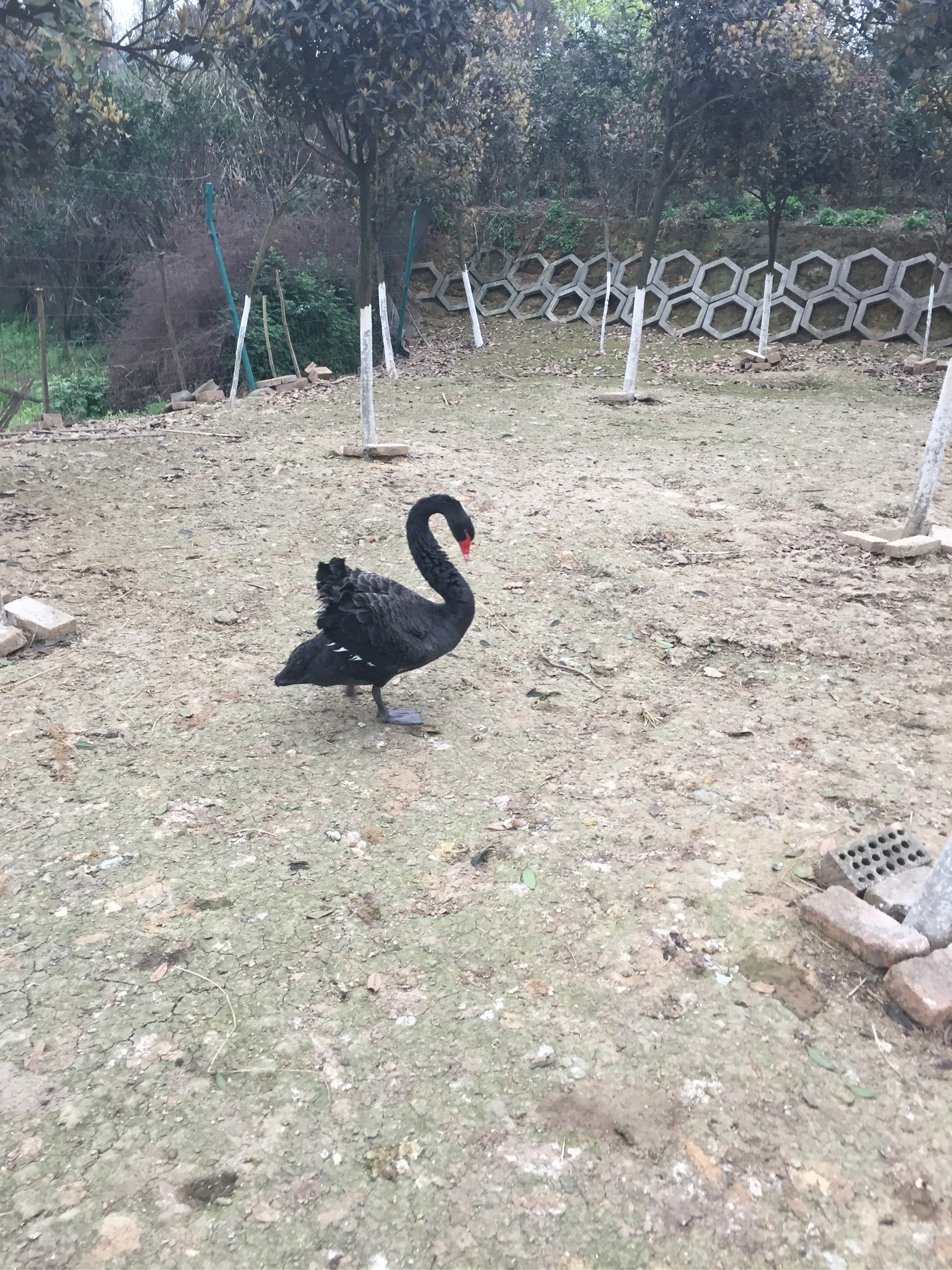 黄天鹅四川基地图片