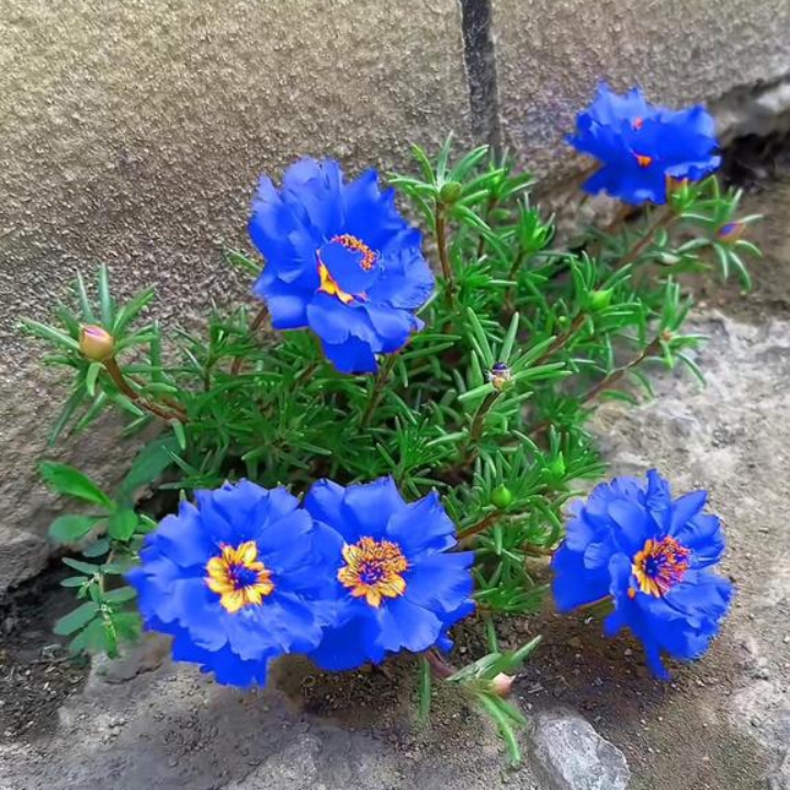 那朵蓝色的太阳花,美得简直令人窒息,仿佛是大自然精心雕琢的杰作.