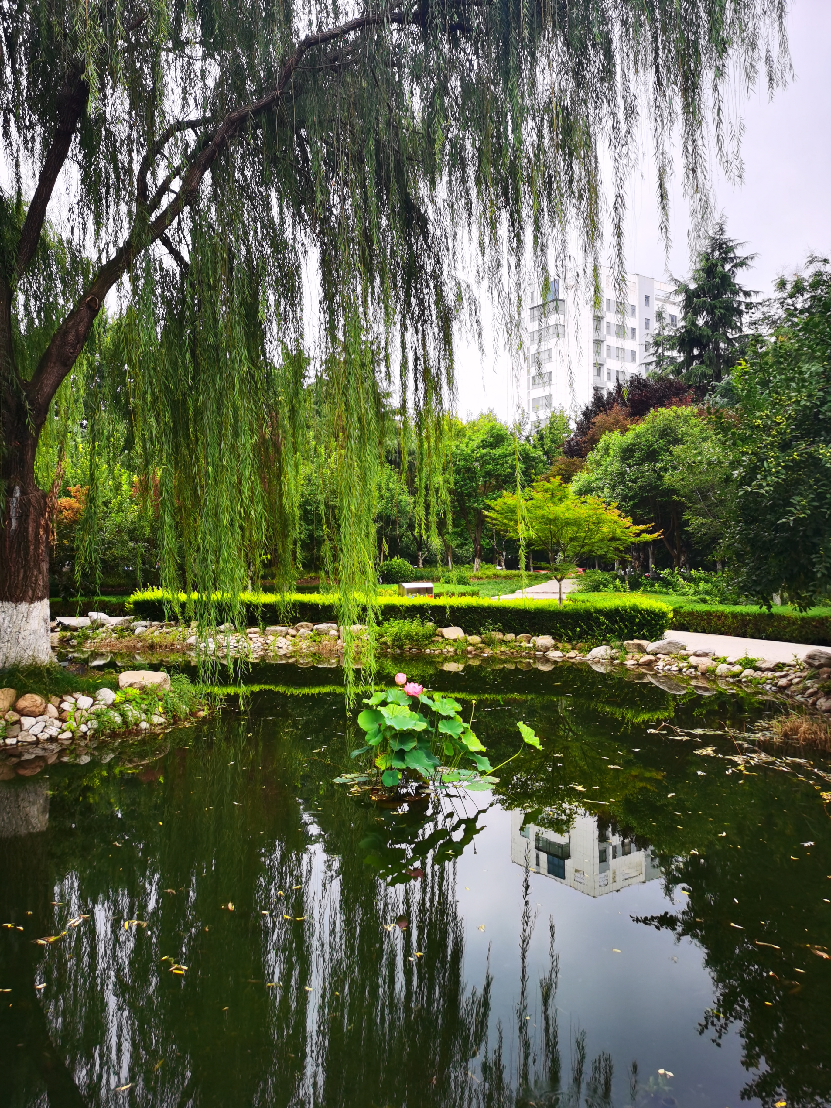 夏天绿树成荫的图片图片