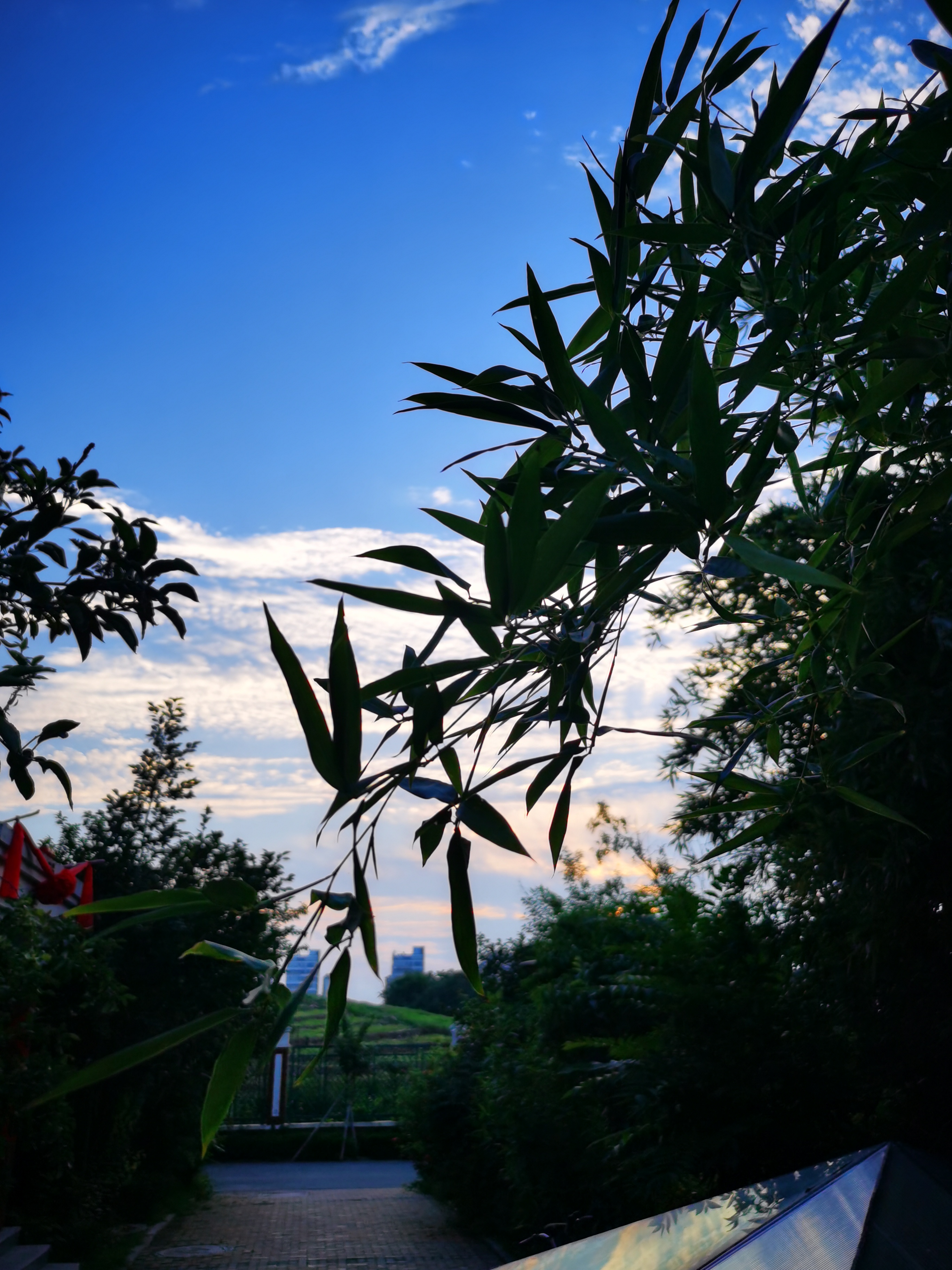 夏天绿树成荫的图片图片