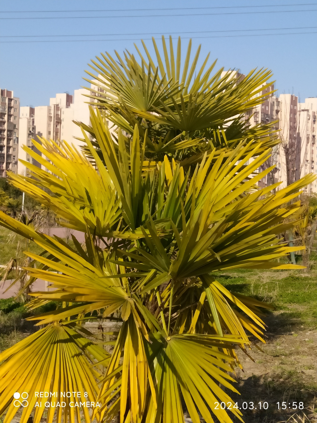 ✨抬头仰望,那片蓝天和巴蕉树的交融,仿佛是大自然对我们微笑,告诉