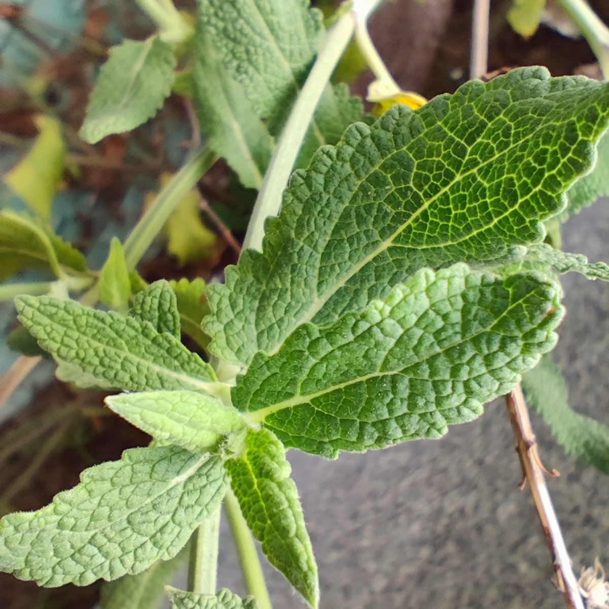 鼠尾草sage