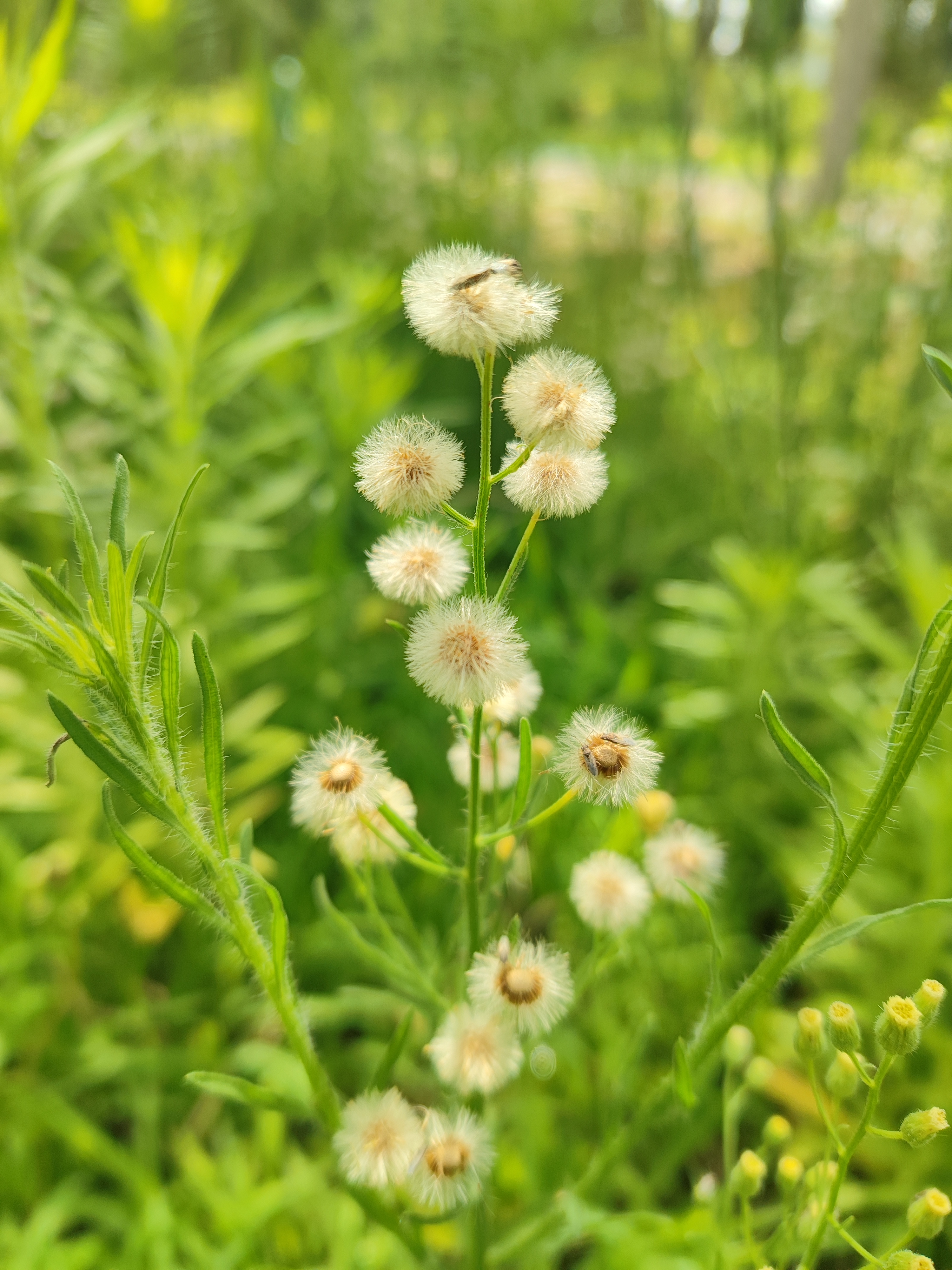 香丝草conyza bonariensis 67菊科,白酒草属