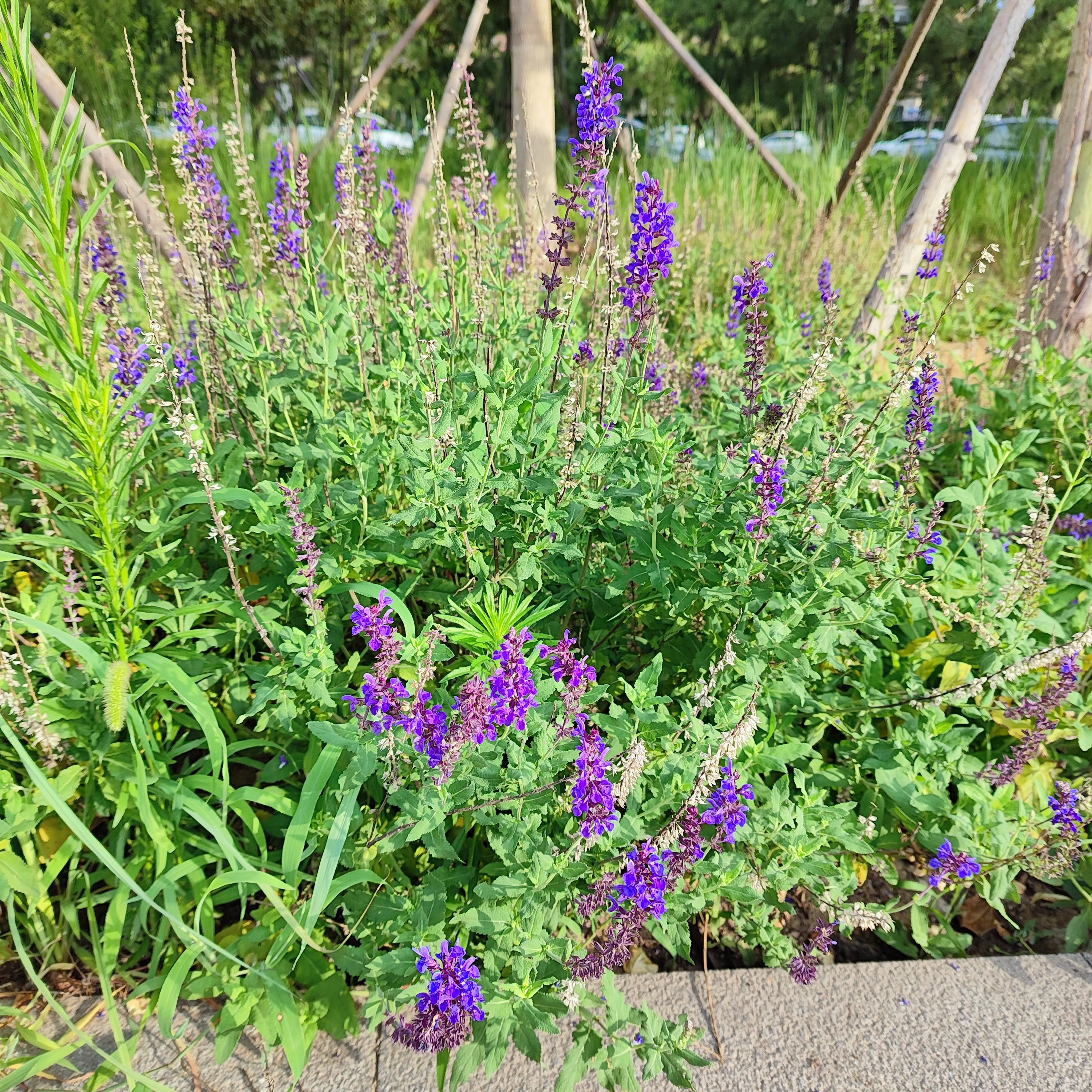 鼠尾草sage