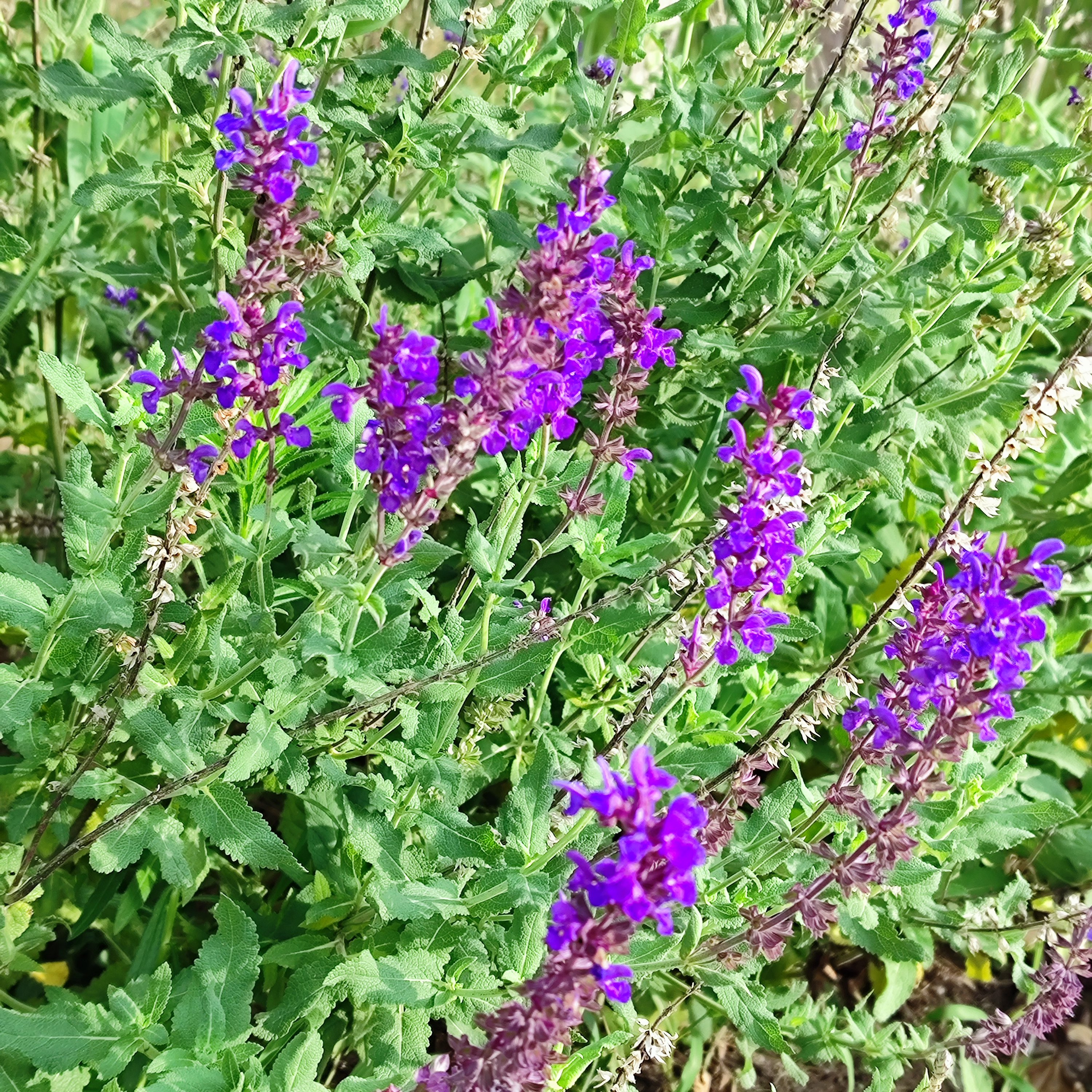 鼠尾草sage