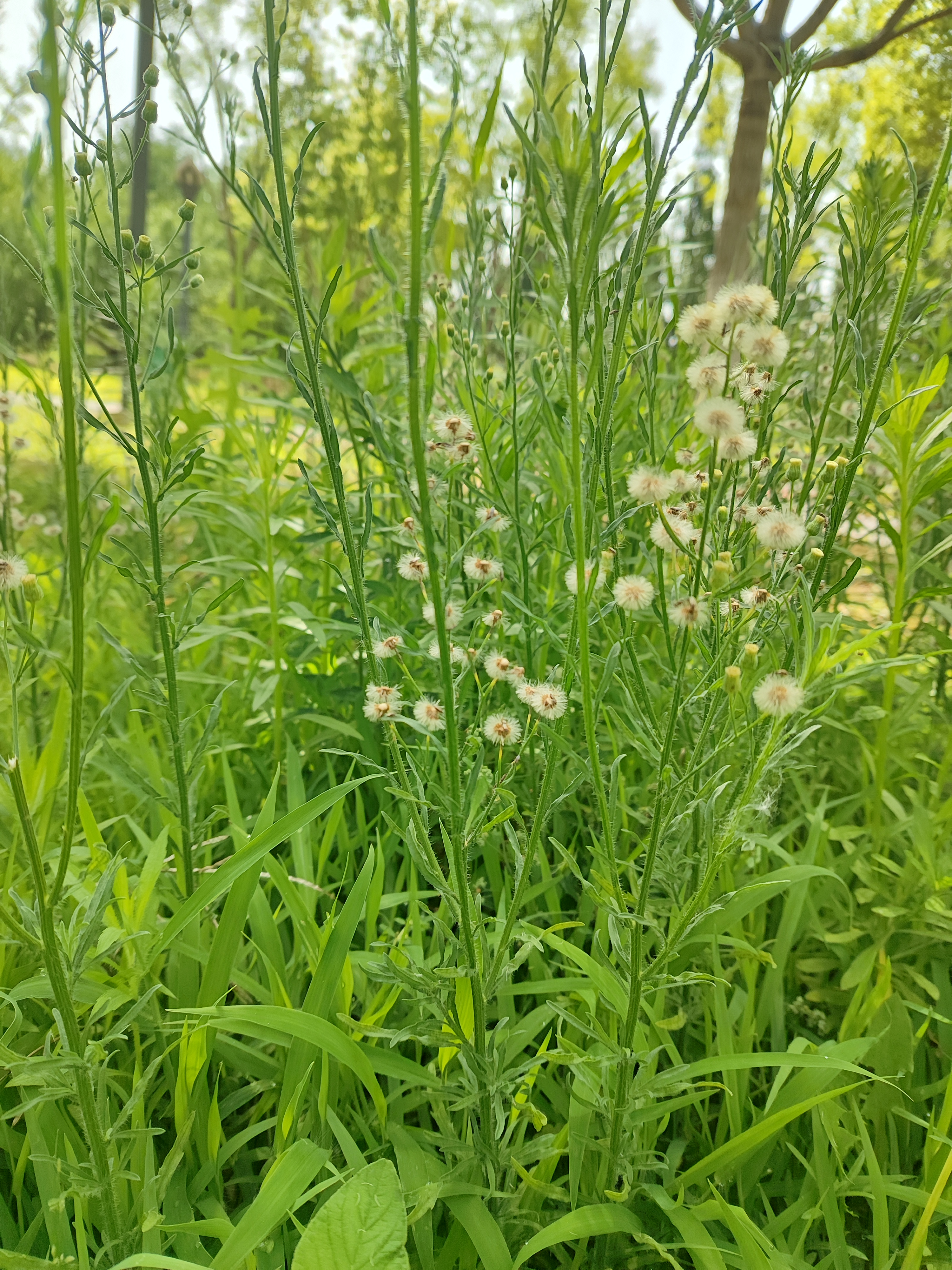 香丝草conyza bonariensis 67菊科,白酒草属