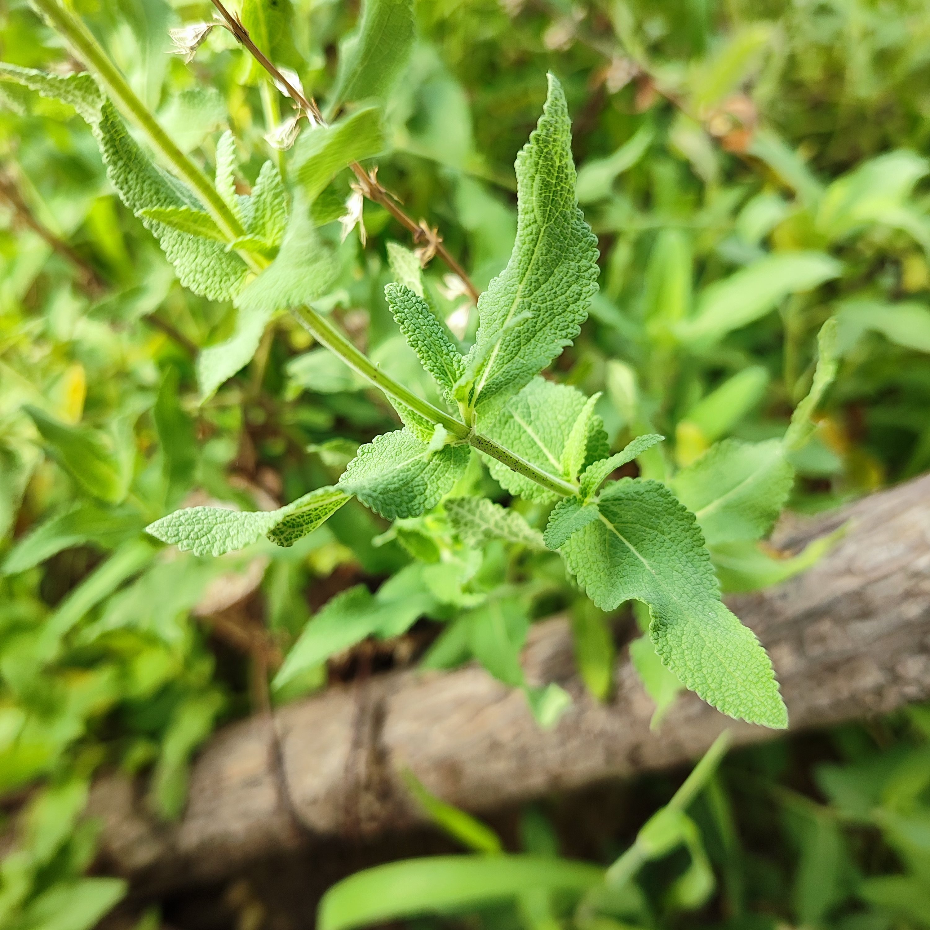 鼠尾草sage