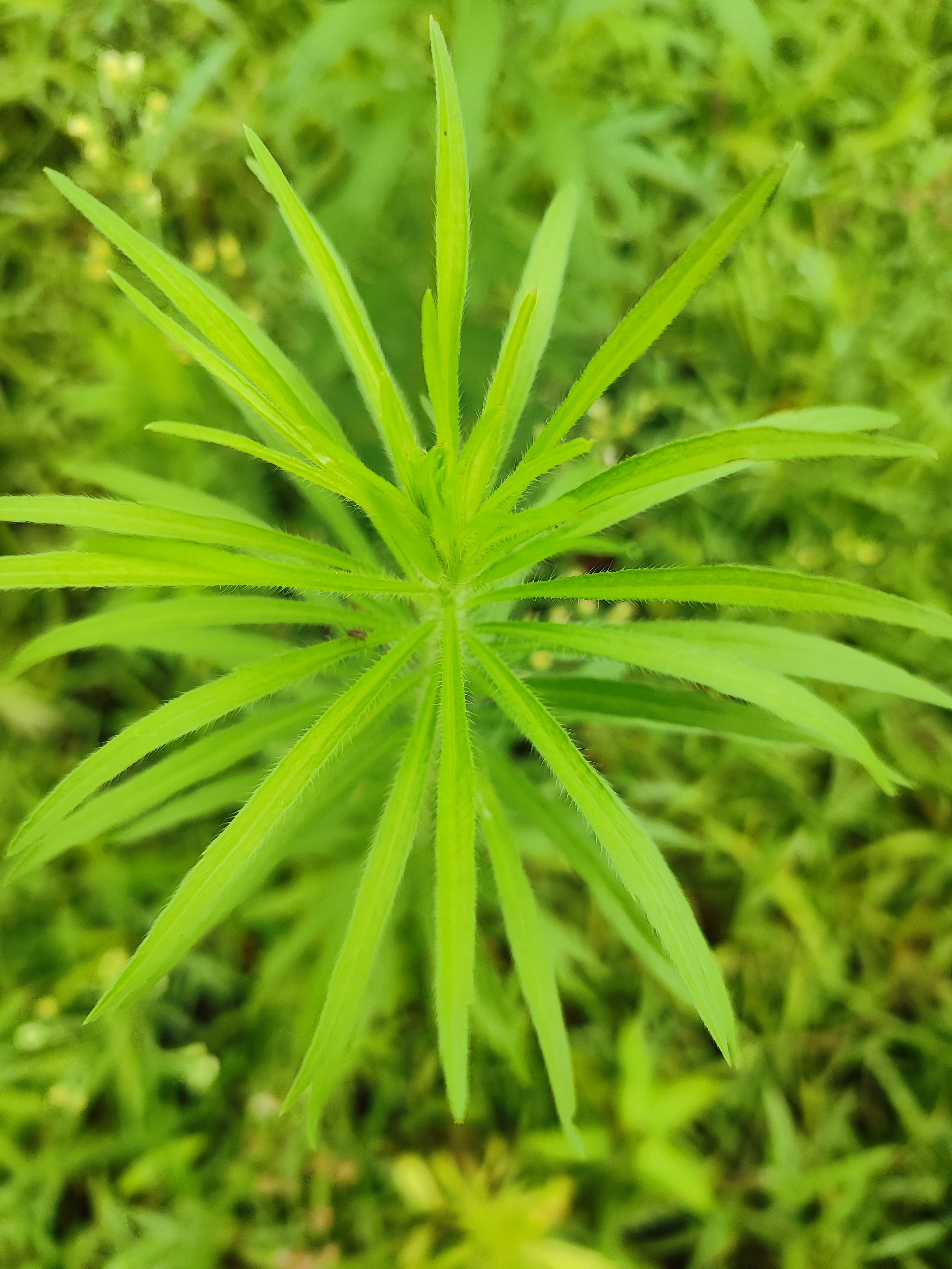 飞蓬草的图片和功效图片