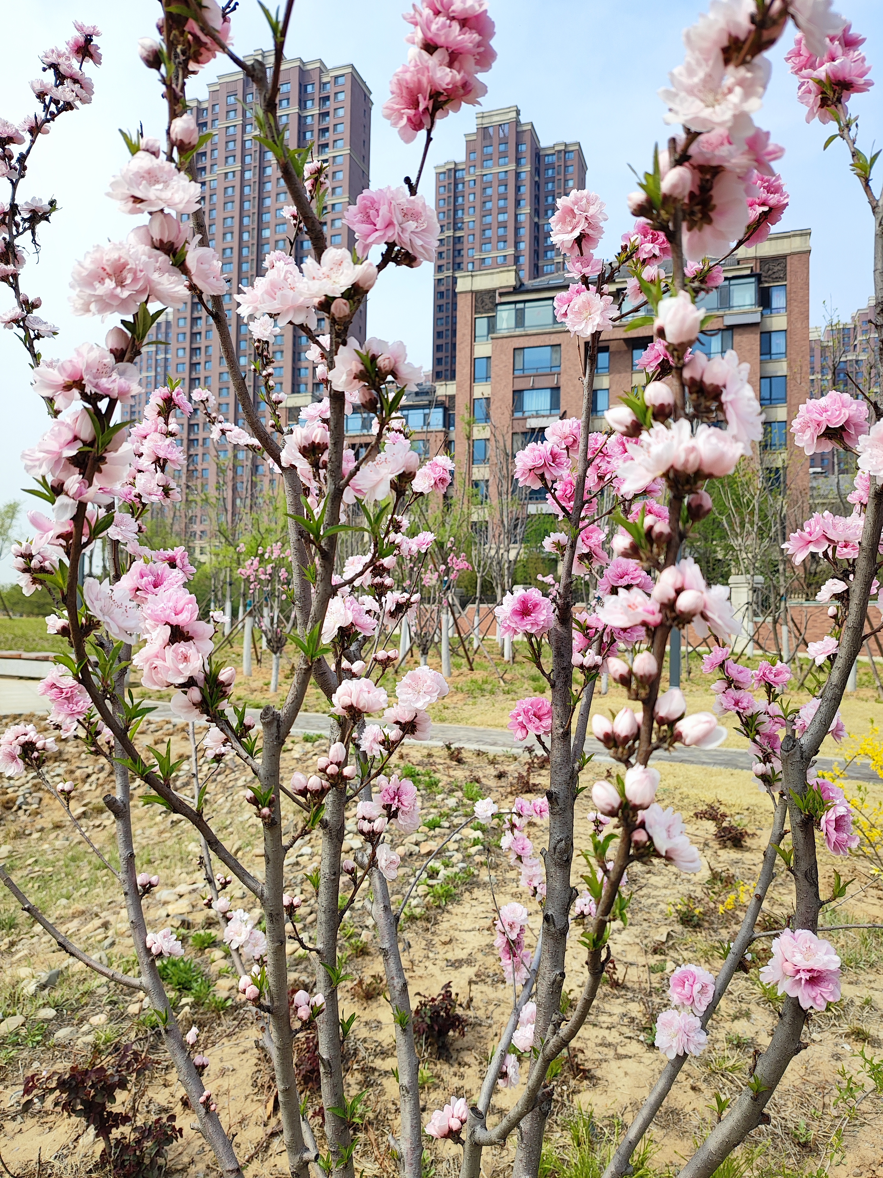 榆叶梅樱花图片