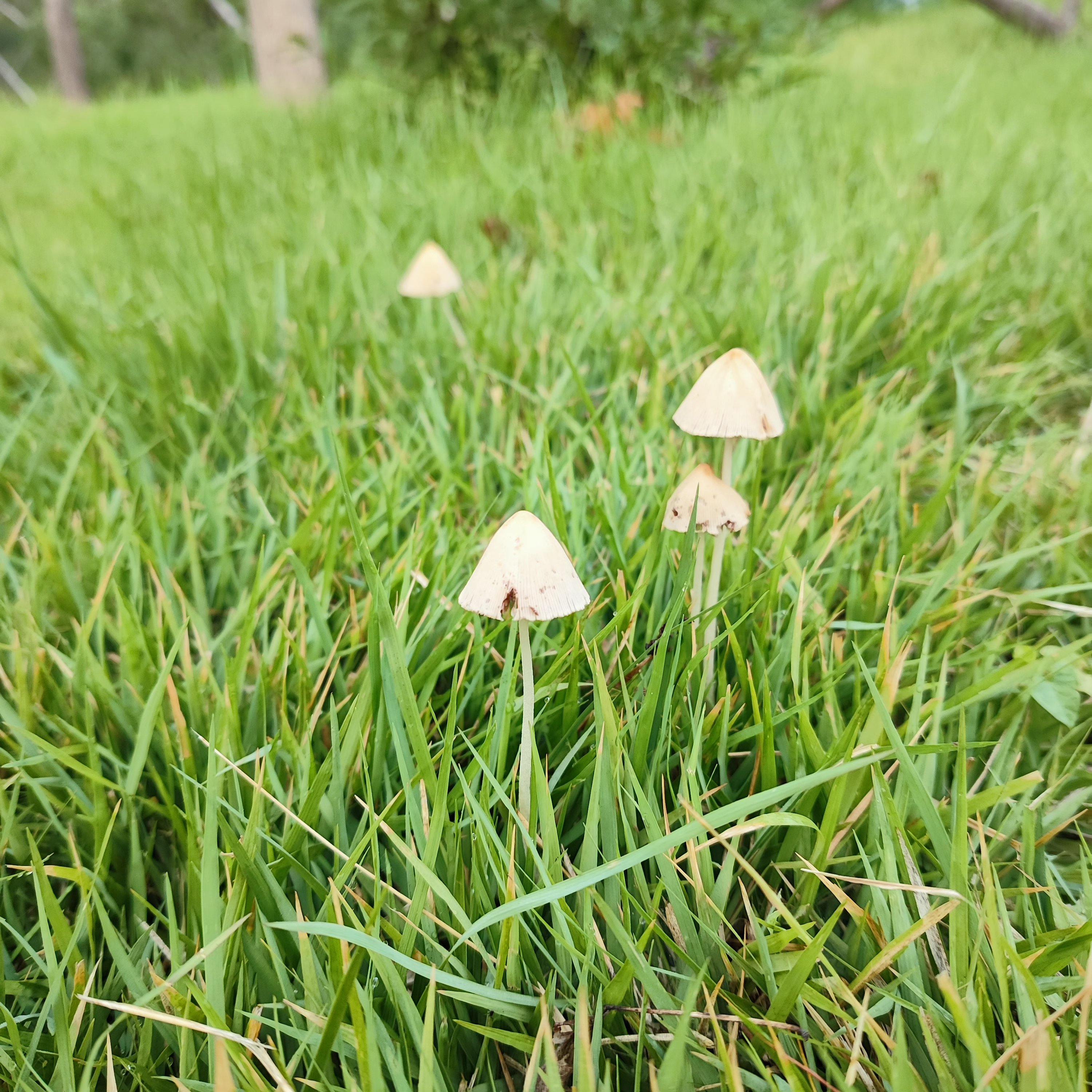 雨后草坪上冒出的菇图片