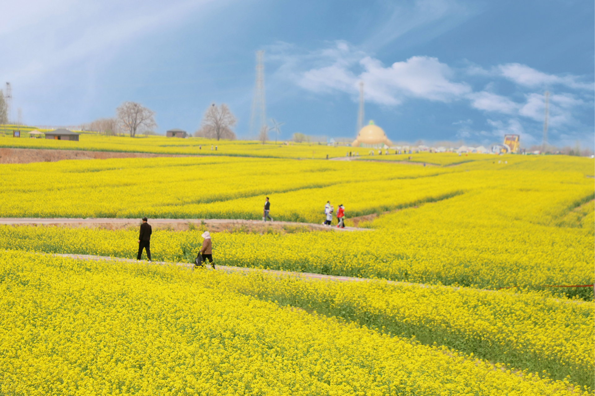 金沙河红薯岭油菜花赏花季# 邢台沙河万亩油菜花海盛开,免门票还怂