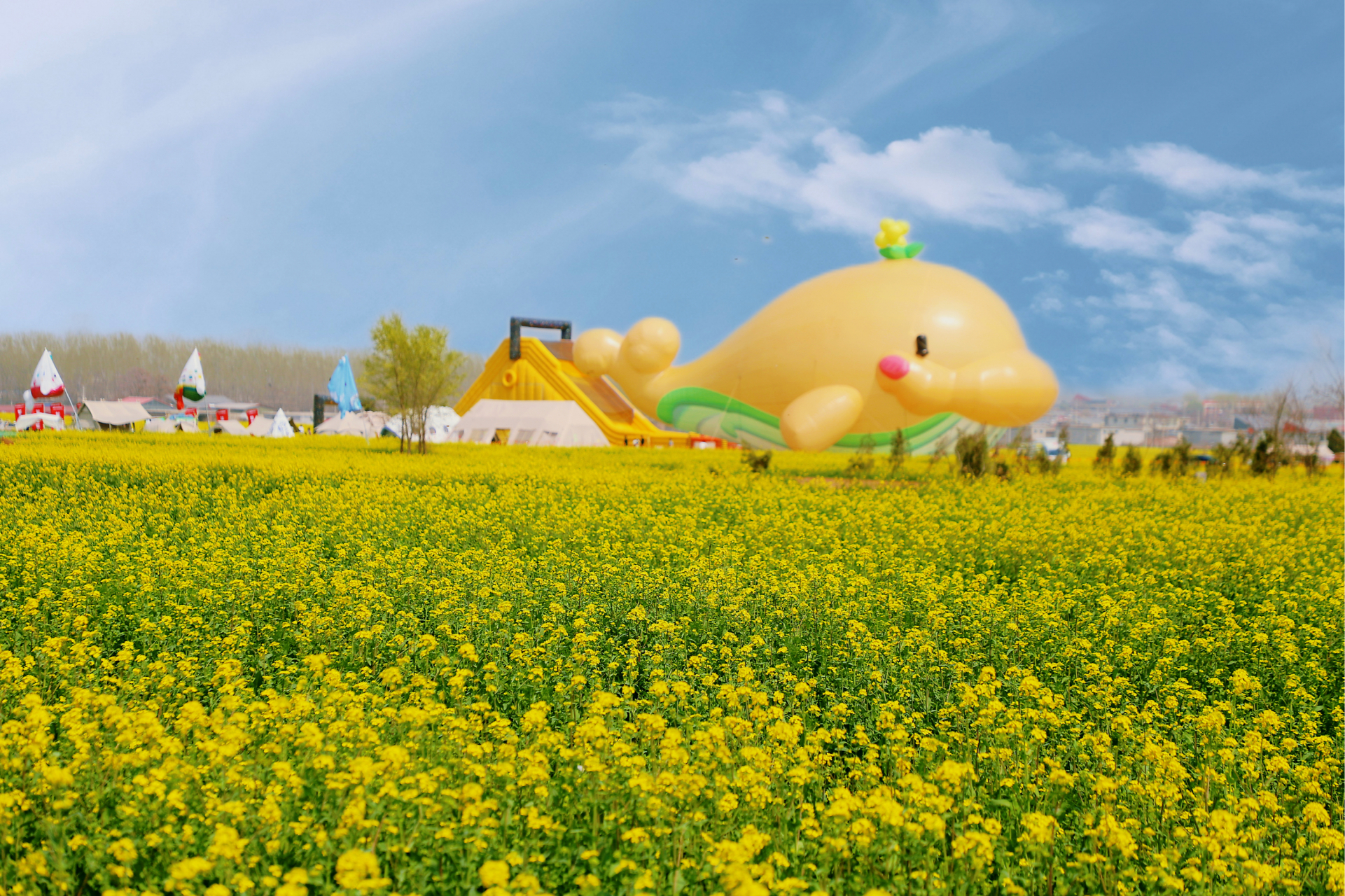 金沙河红薯岭油菜花赏花季# 邢台沙河万亩油菜花海盛开,免门票还怂