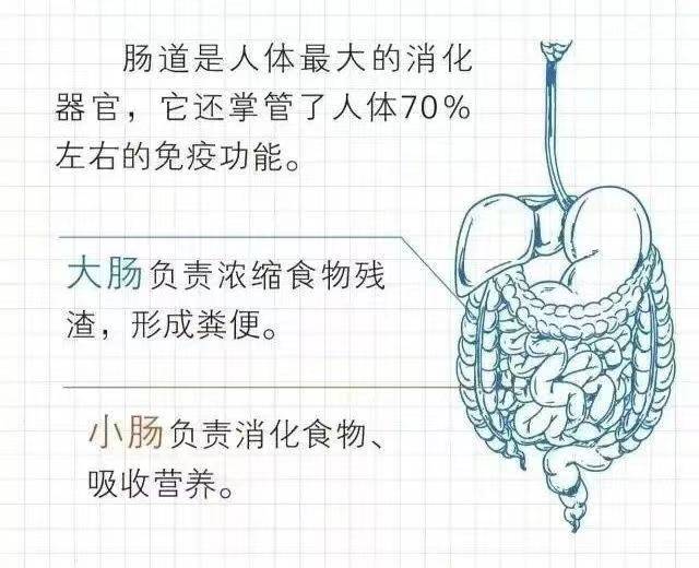 从而导致病毒感染感冒发生  要提高机体免疫力,防止病毒的侵入,肠道是