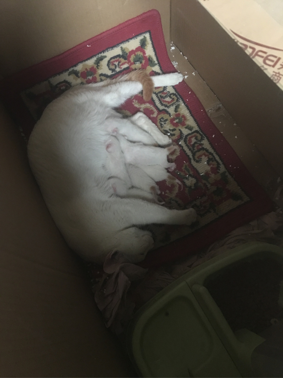 顺产6只纯金尾金筷插银房小猫