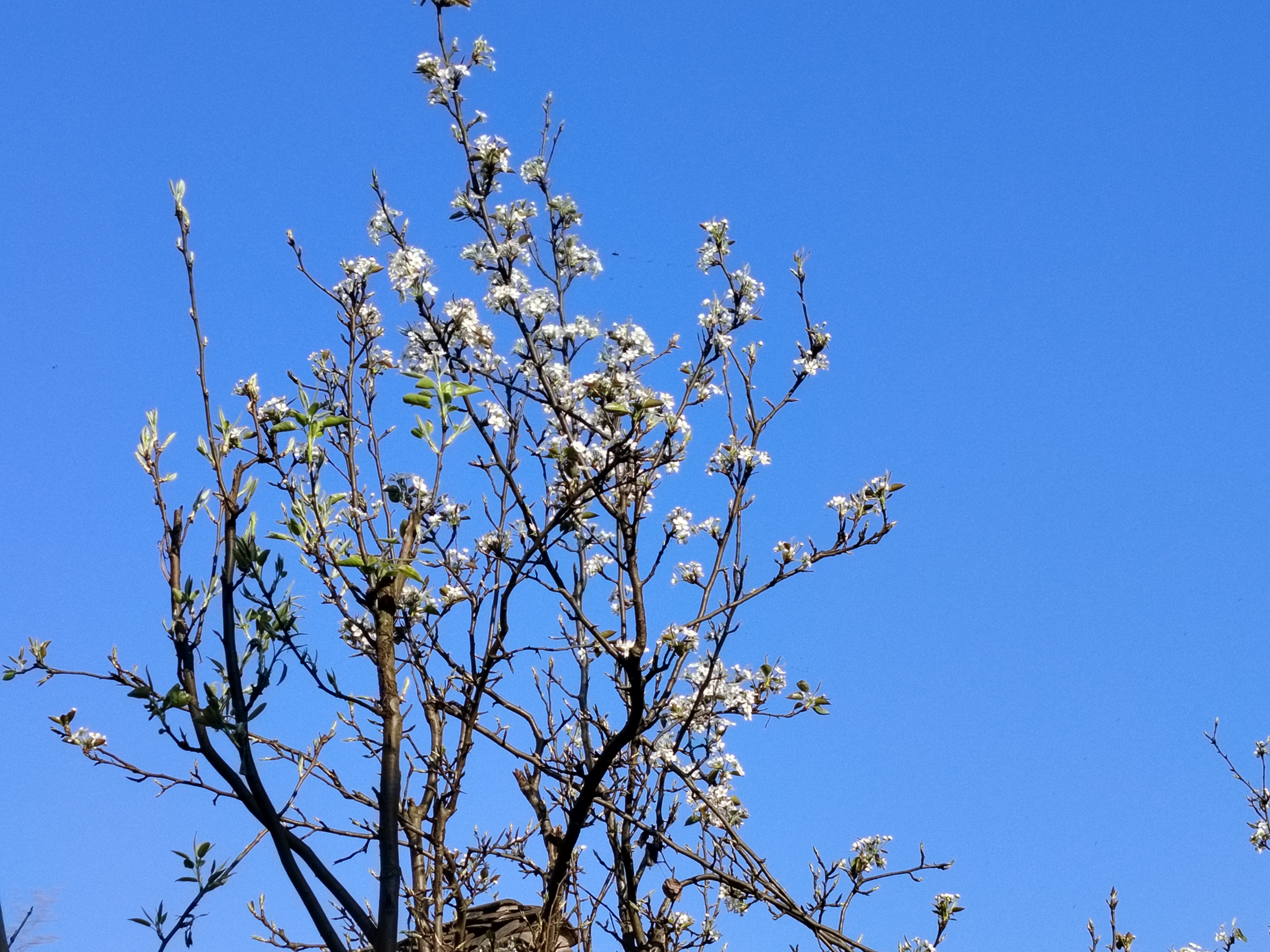 老屋,村庄,梨花,我的故乡梨花开放,你的呢?