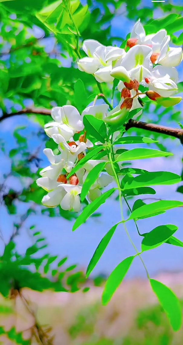 槐花的种类图片图片