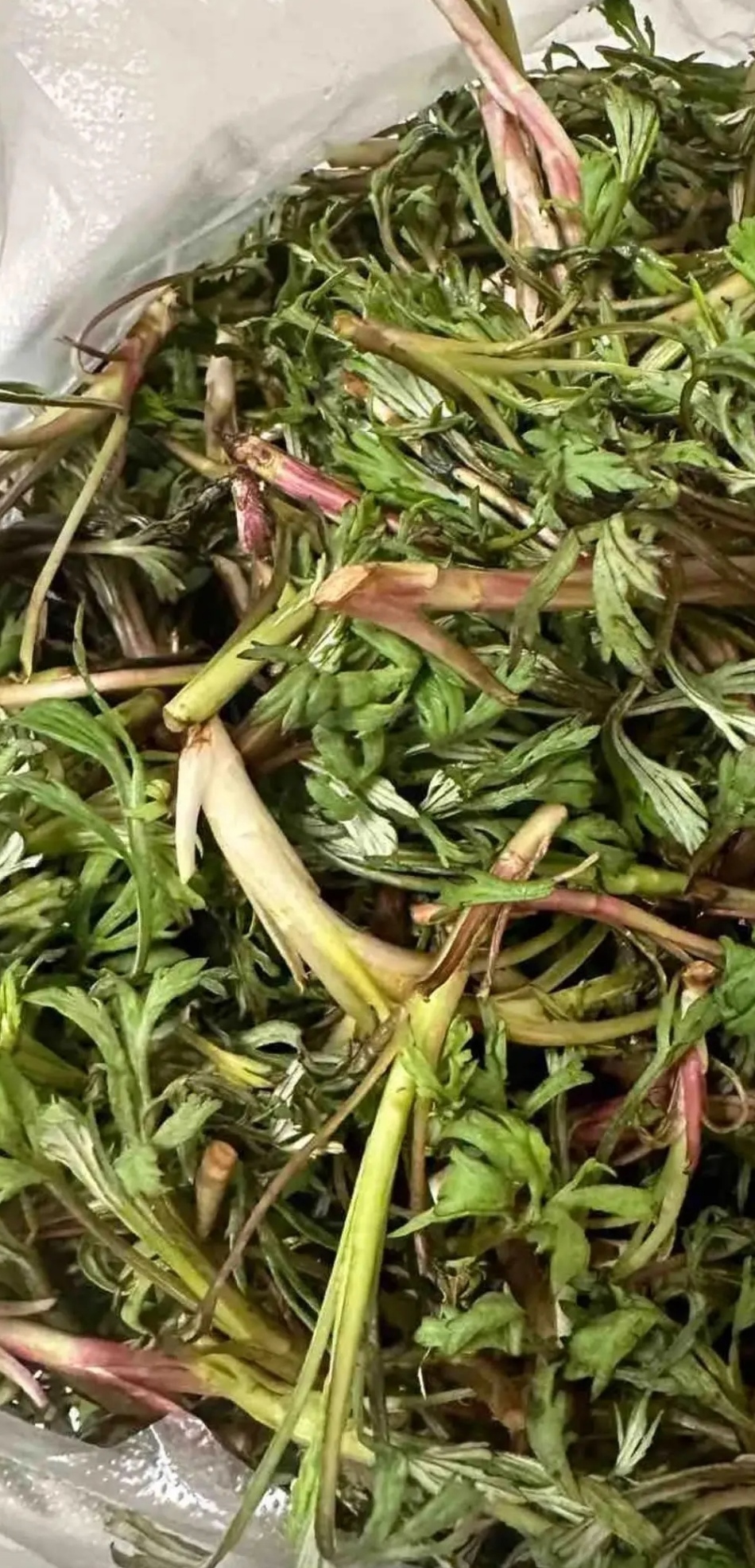 昨天去徙步,路过一个村子的小菜街, 看到一袋袋山毛野菜.