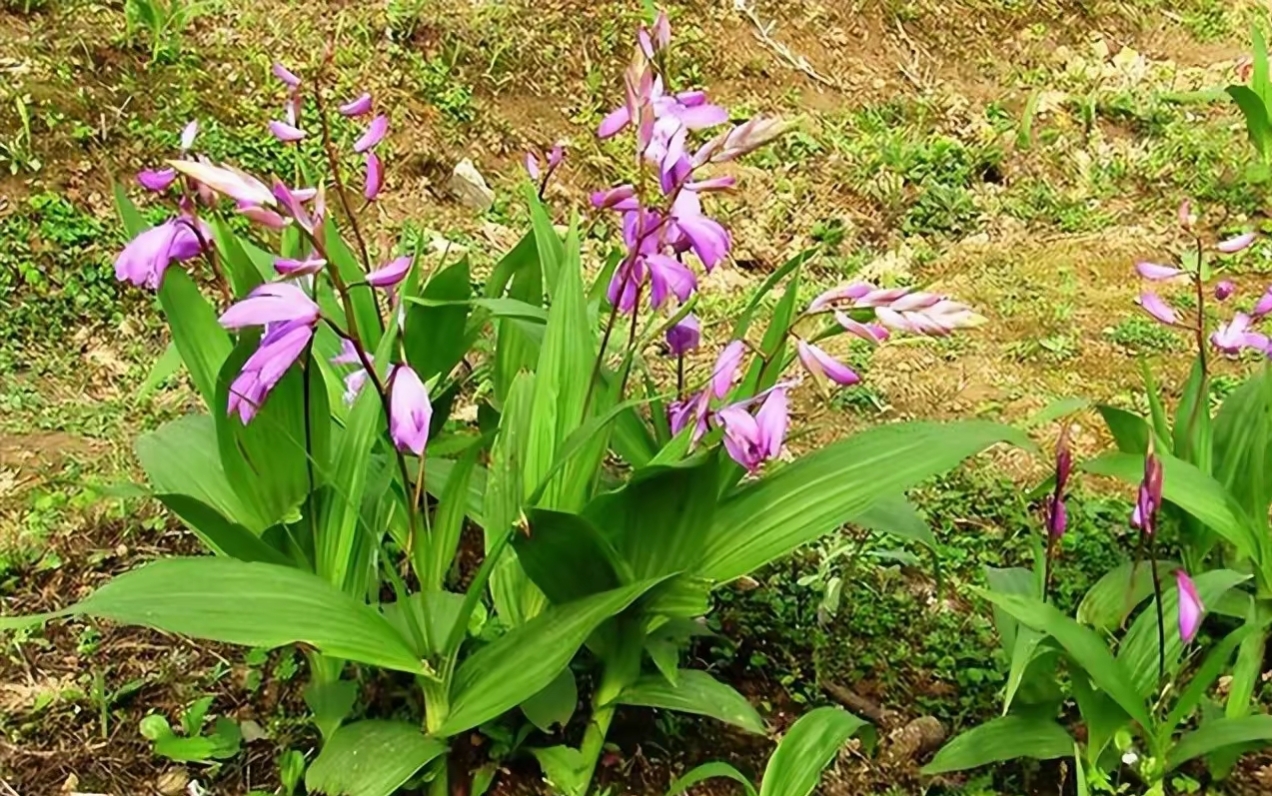 这种野草叫白芨,药材界的天然创可贴,却是二级保护植物 你有没有在
