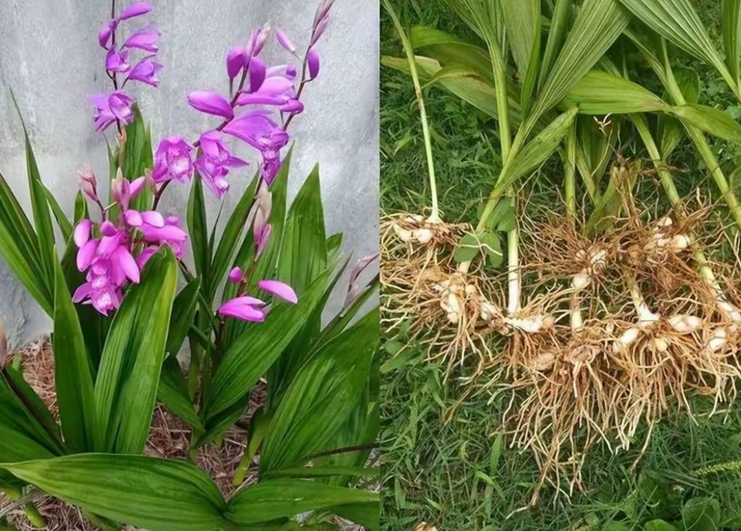 这种野草叫白芨,药材界的天然创可贴,却是二级保护植物 你有没有在