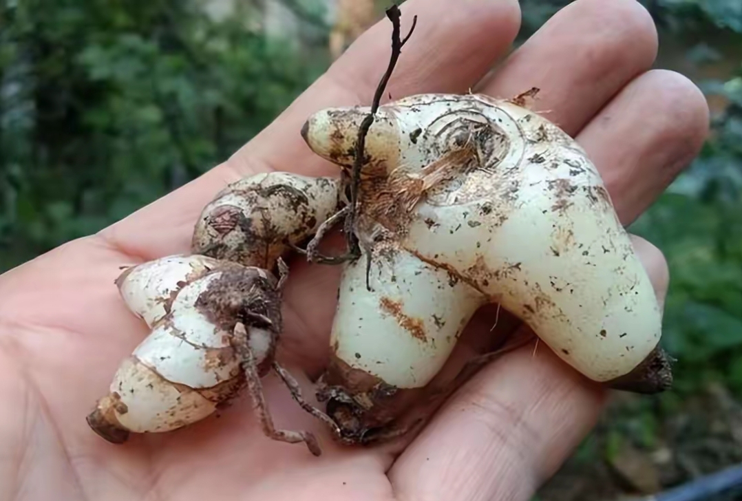 这种野草叫白芨,药材界的天然创可贴,却是二级保护植物 你有没有在