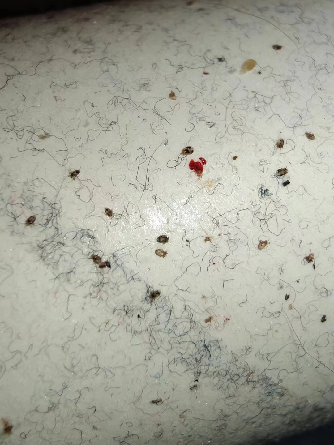 我发现我的床上有少量蜱虫,因为狗狗很爱睡在我的床上