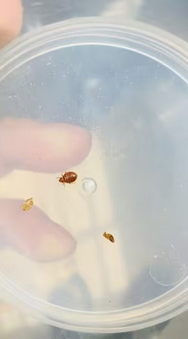 为什么到处会有这玩意,今晚我不用睡觉了,爬我胳膊